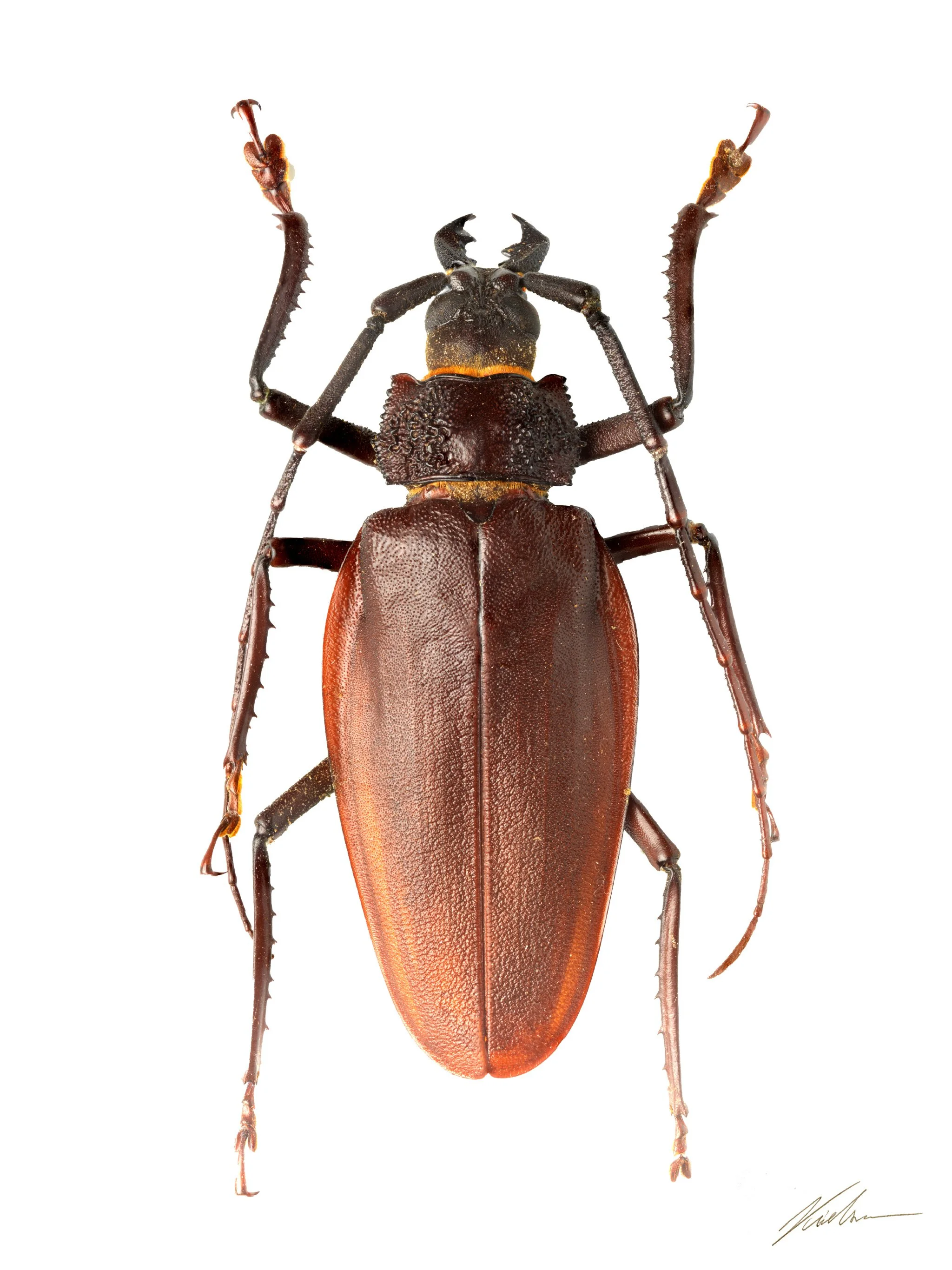 Ctenoscelis coeus