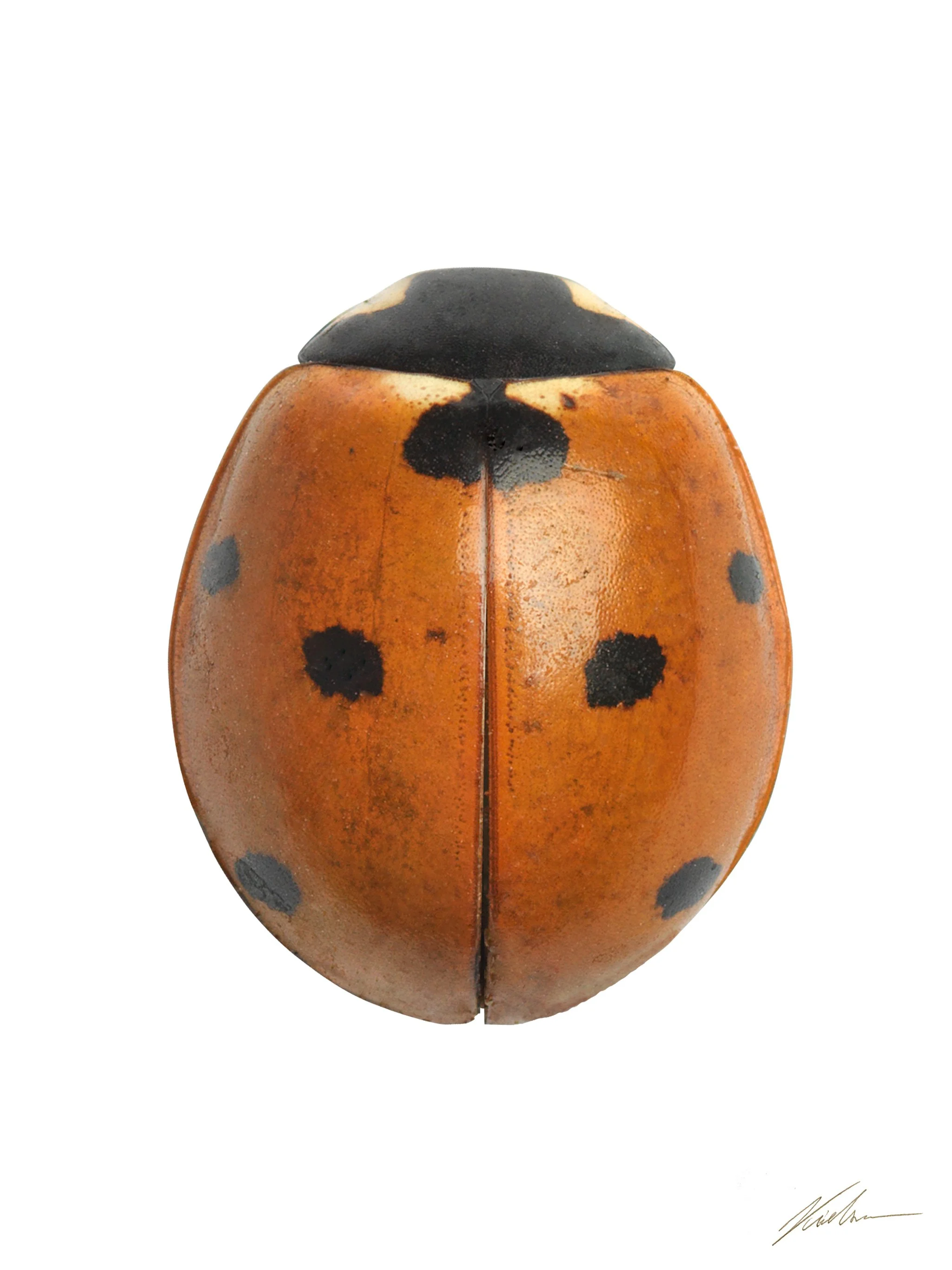 Coccinella septempunctata