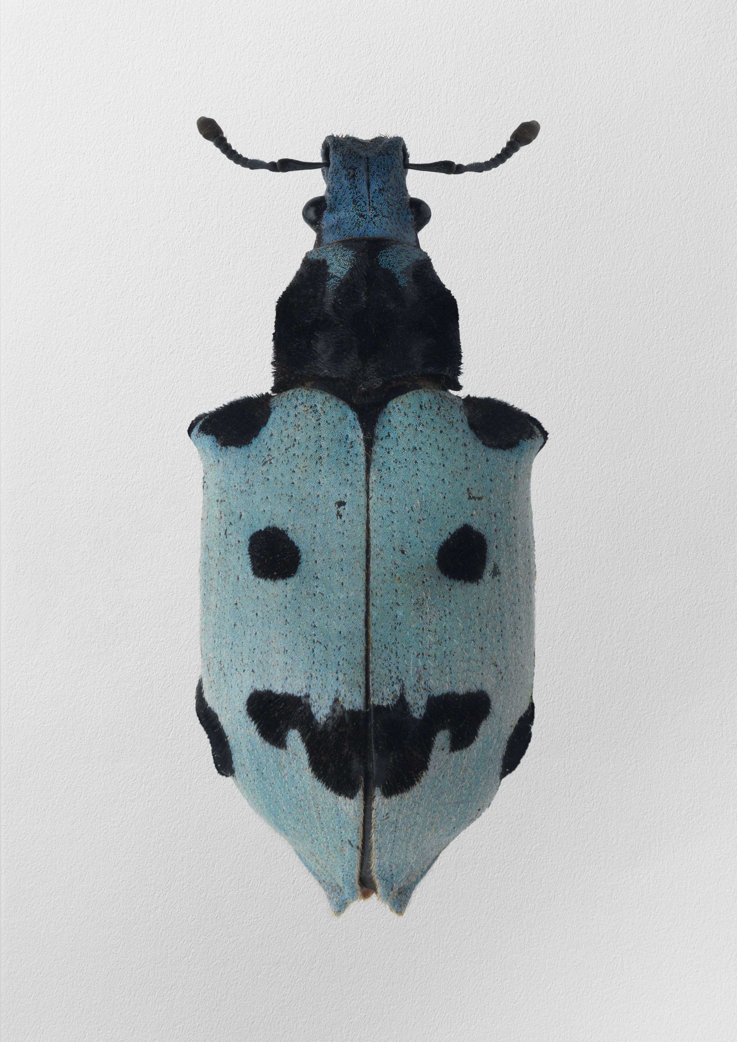 Maskharah_06
