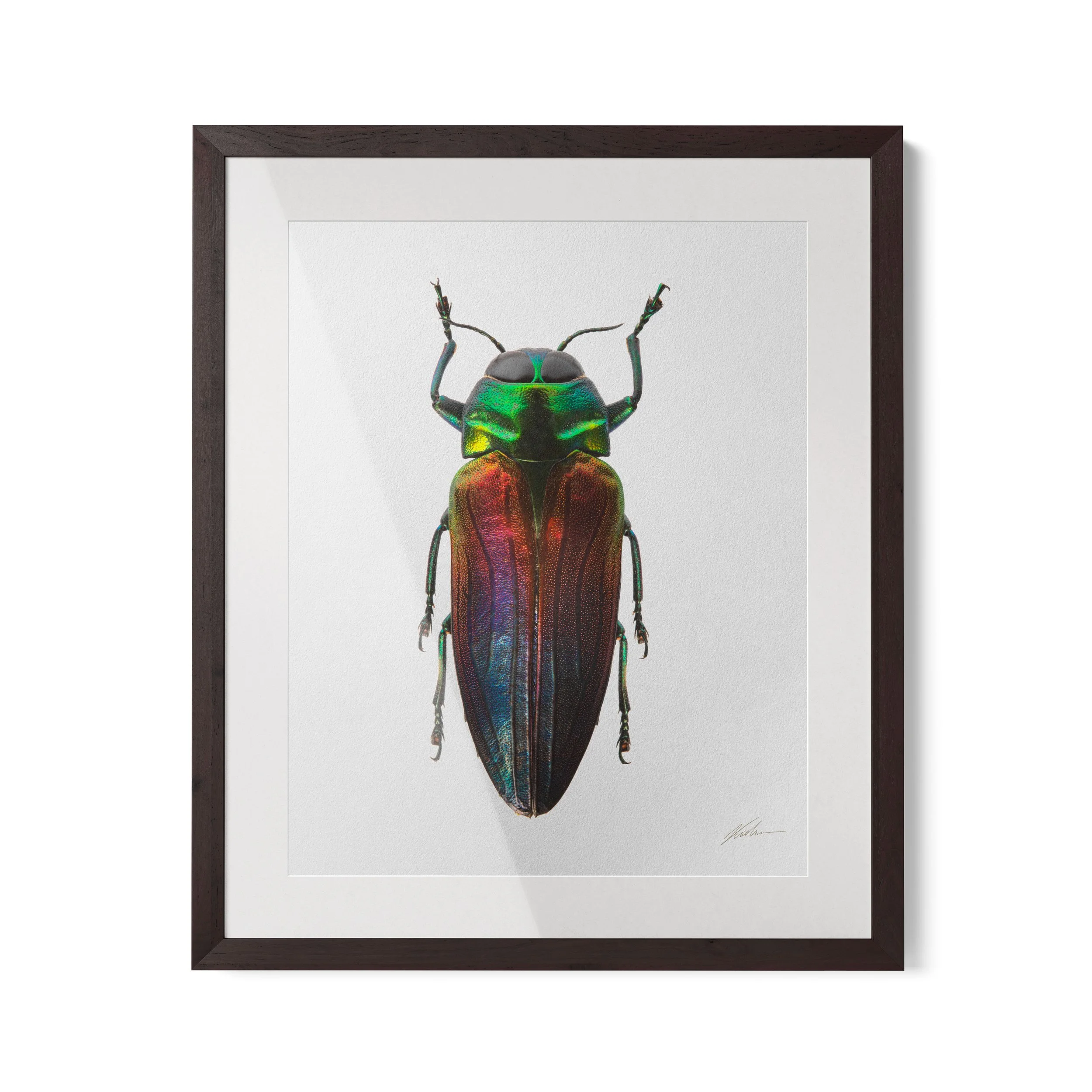 Belionota tricolor | Lisboa 2017