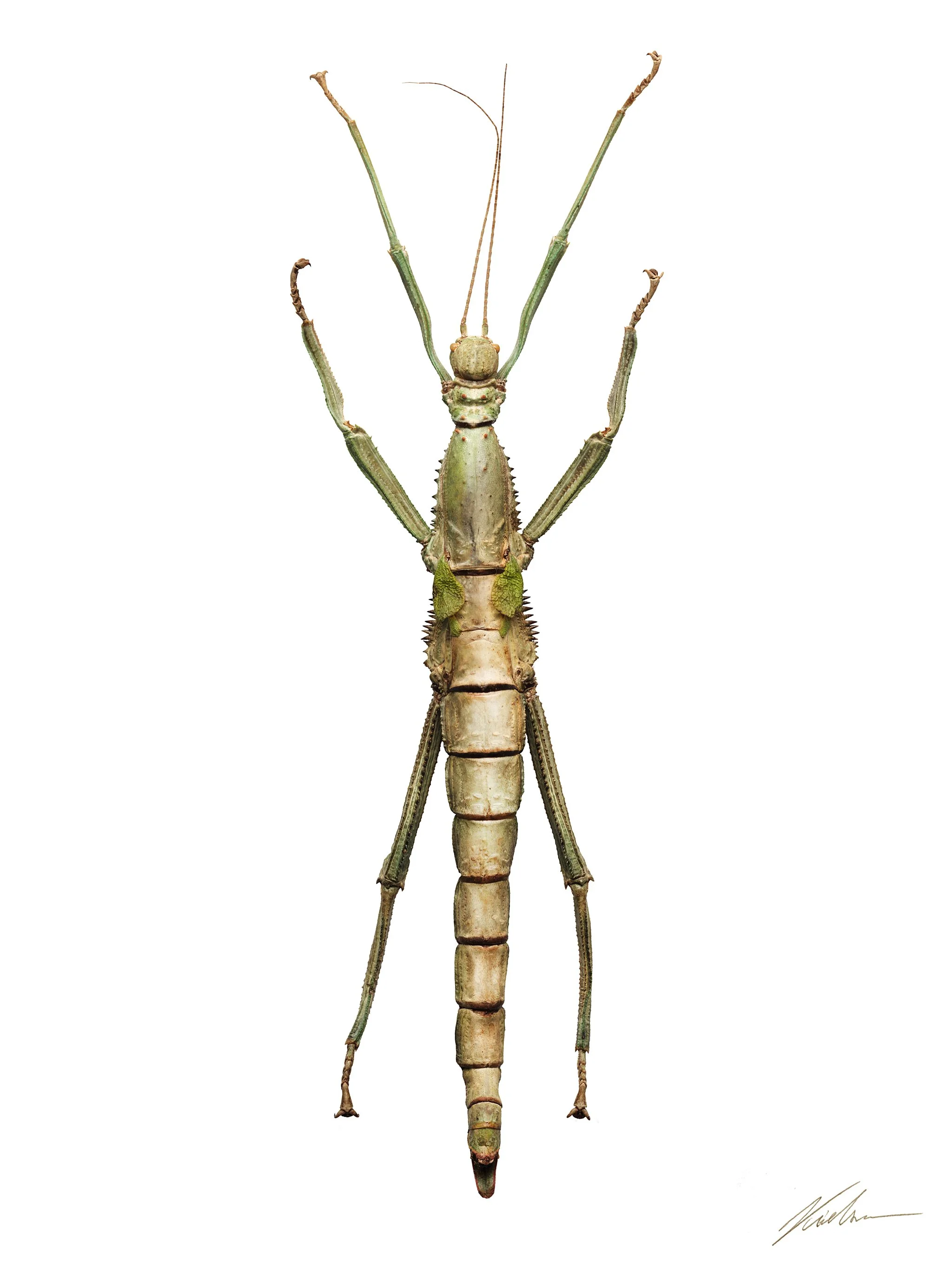 Diapherodes gigantea