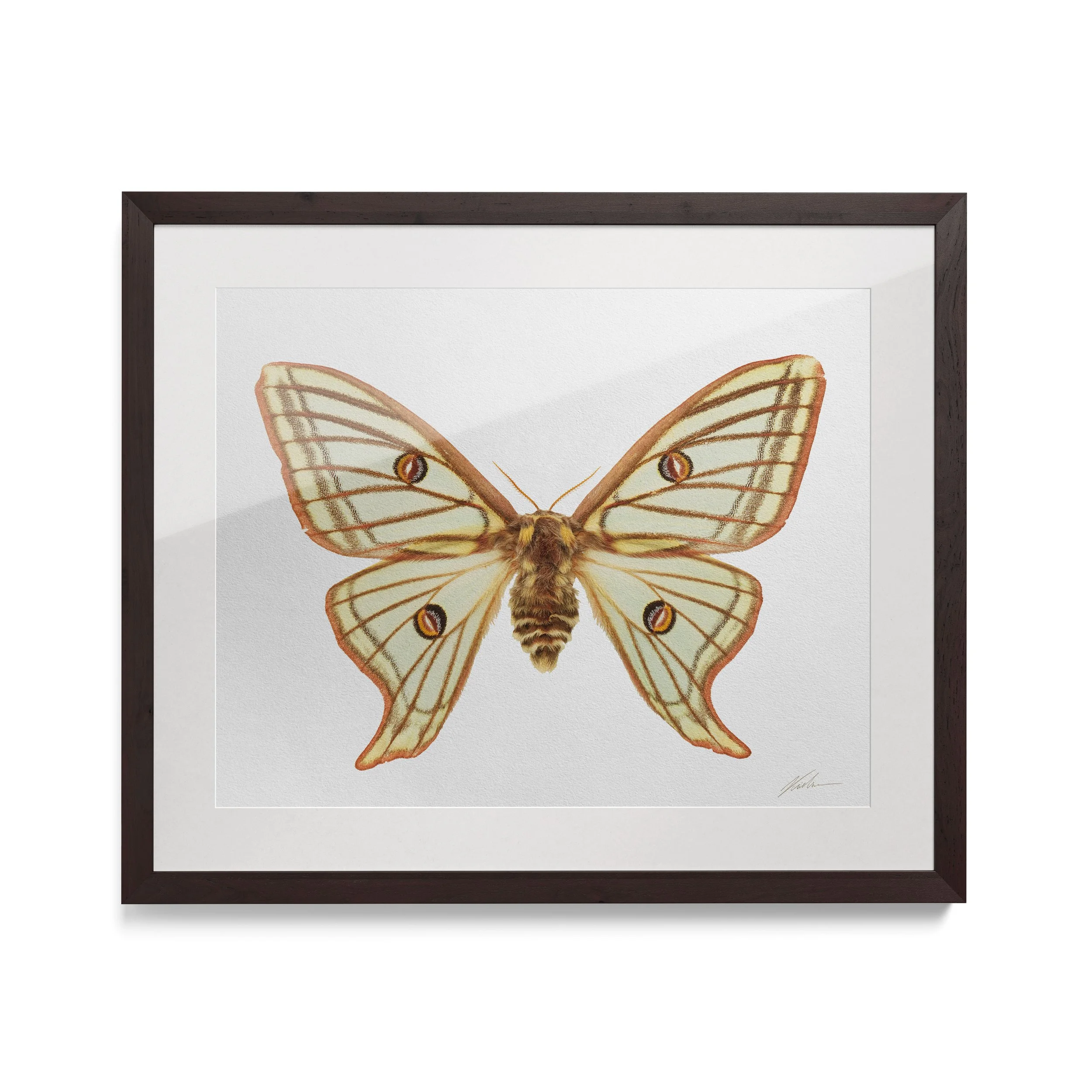 Graellsia isabellae | Liege, Bélgica, 2015