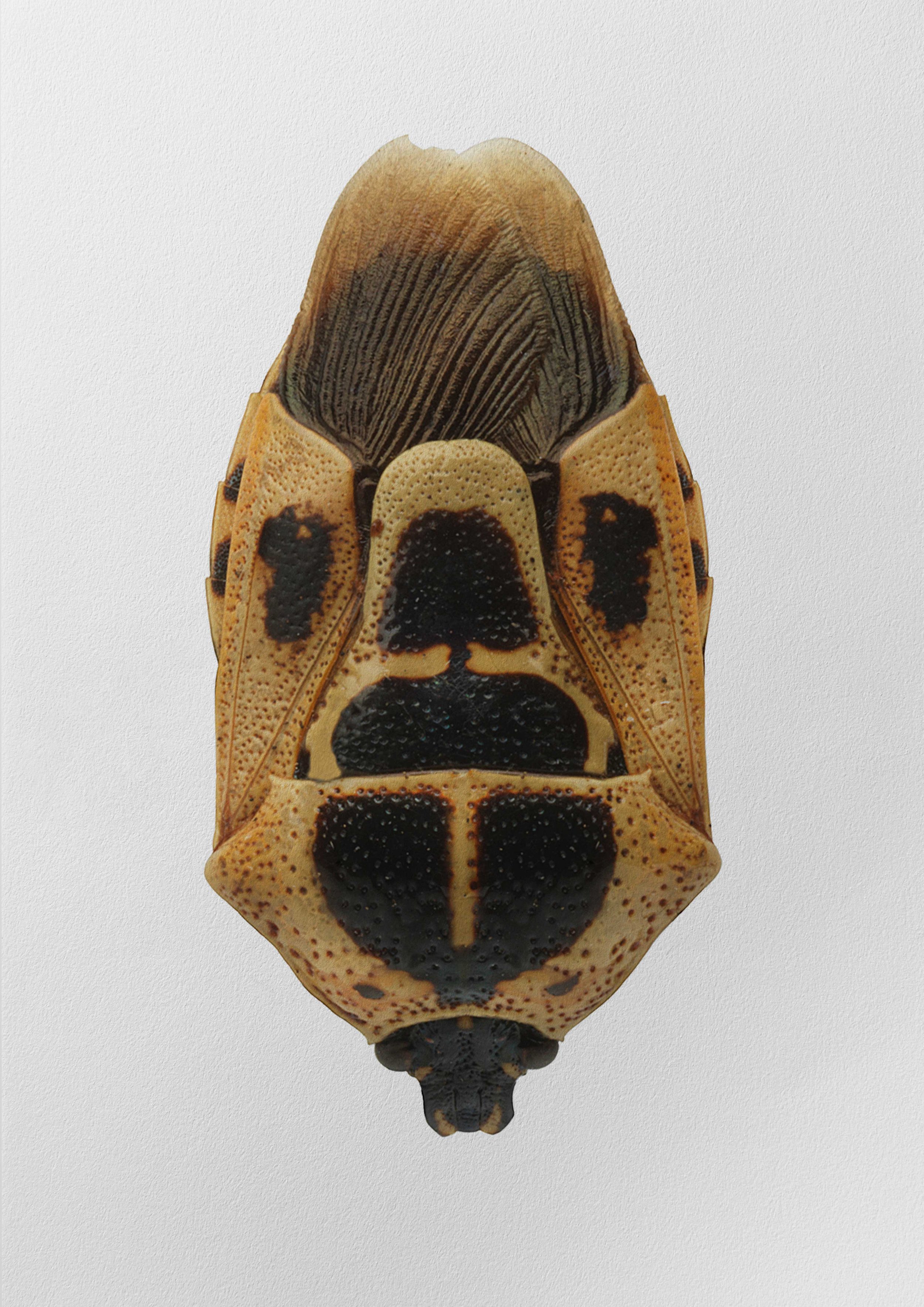 Oplomus sp