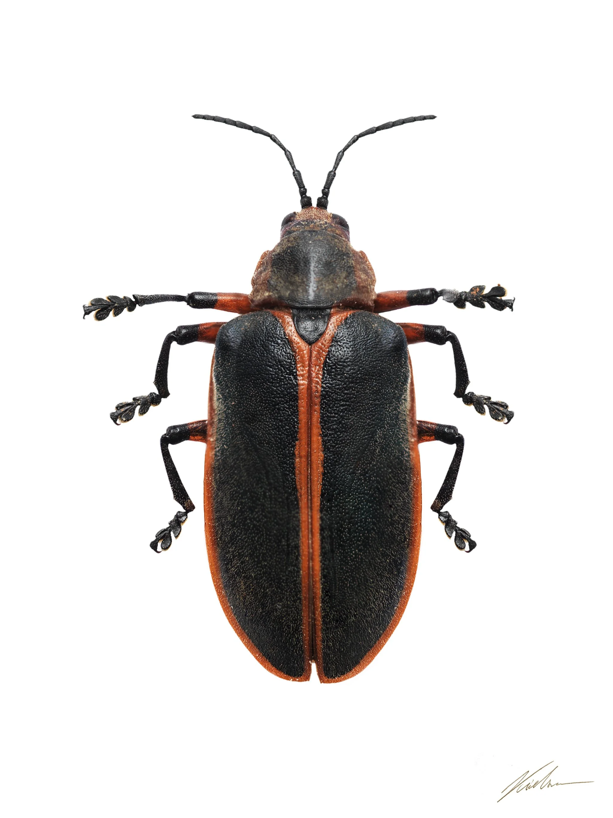 Mecistomela marginata