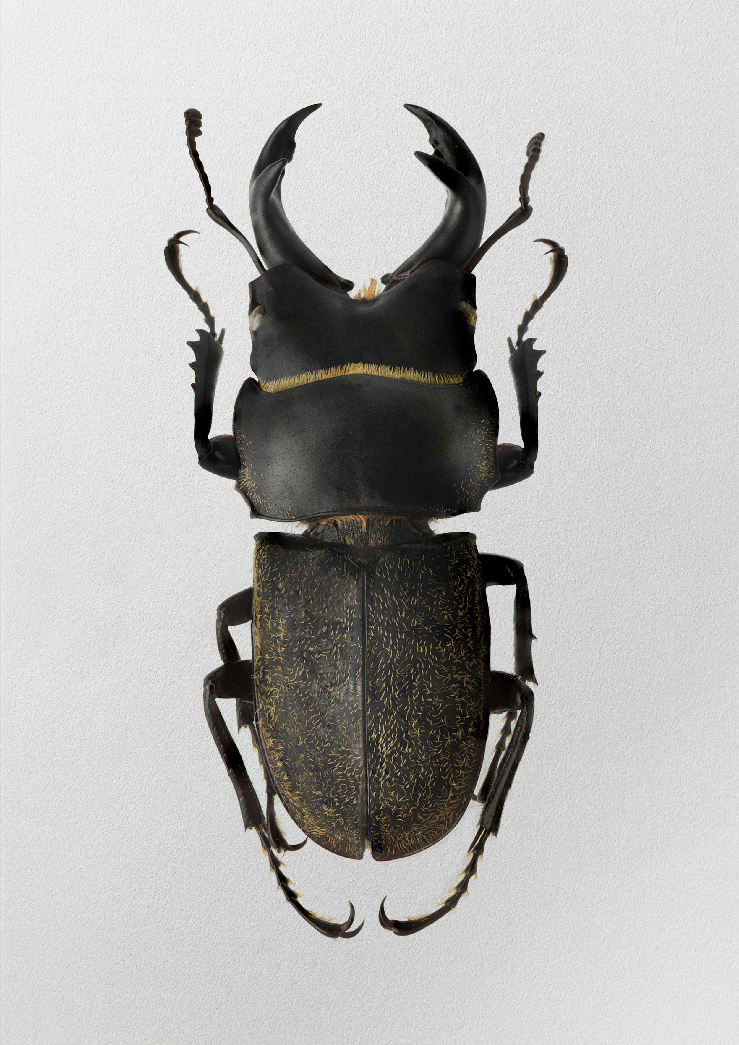 Aegognathus caledoniensis