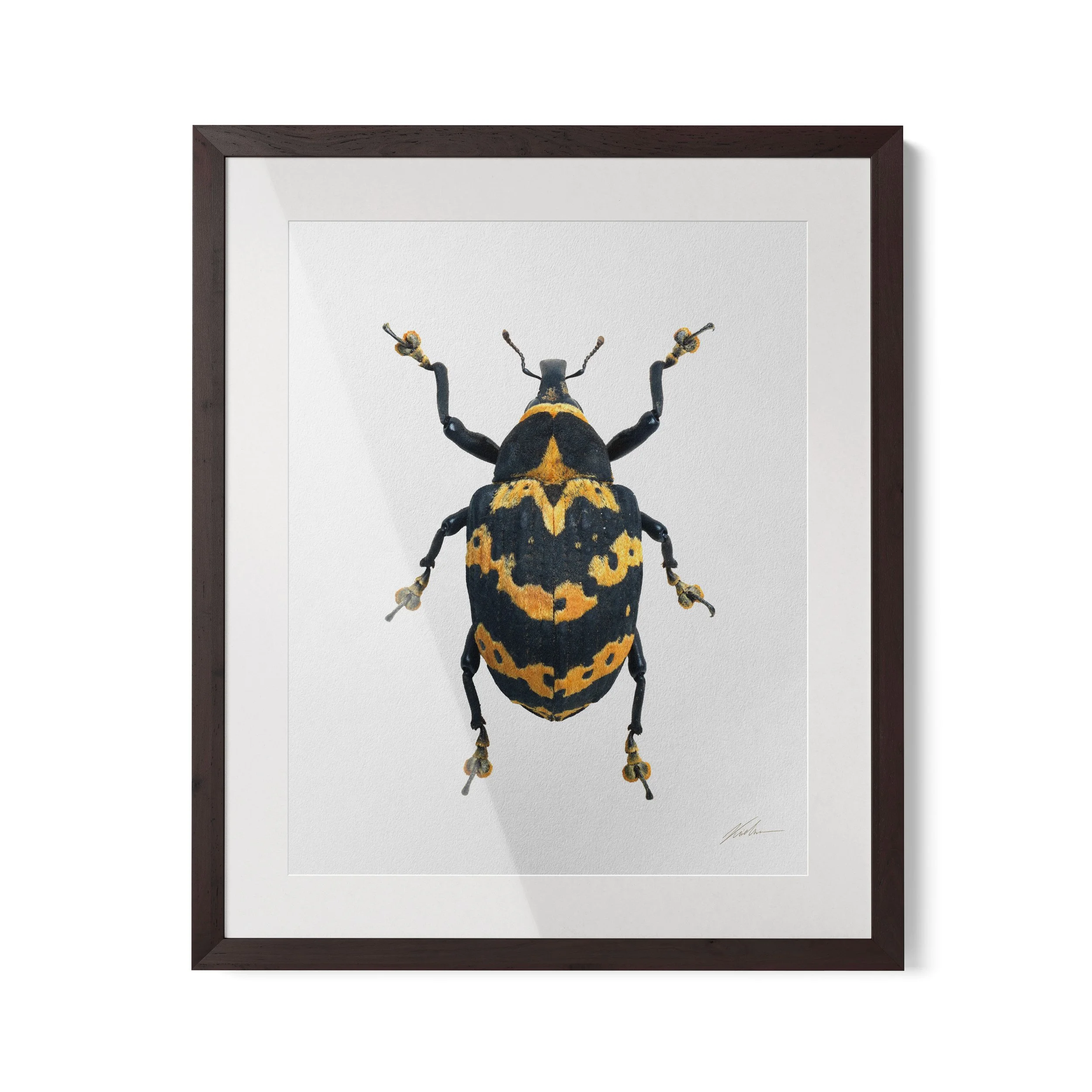 Cratosomus reidi | São Paulo, Brasil 2024