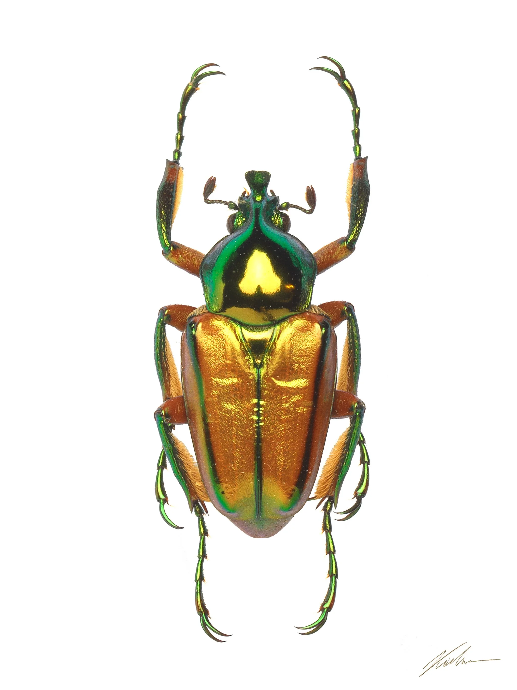 Phaedimus rafaelii