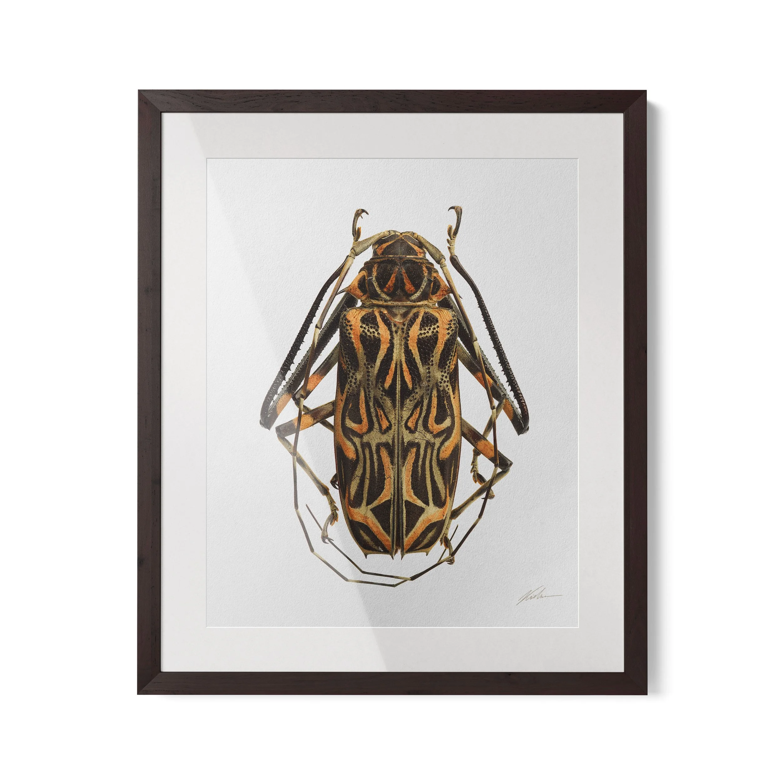 Acronius Longimanus | Espírito Santo - Brasil 2016