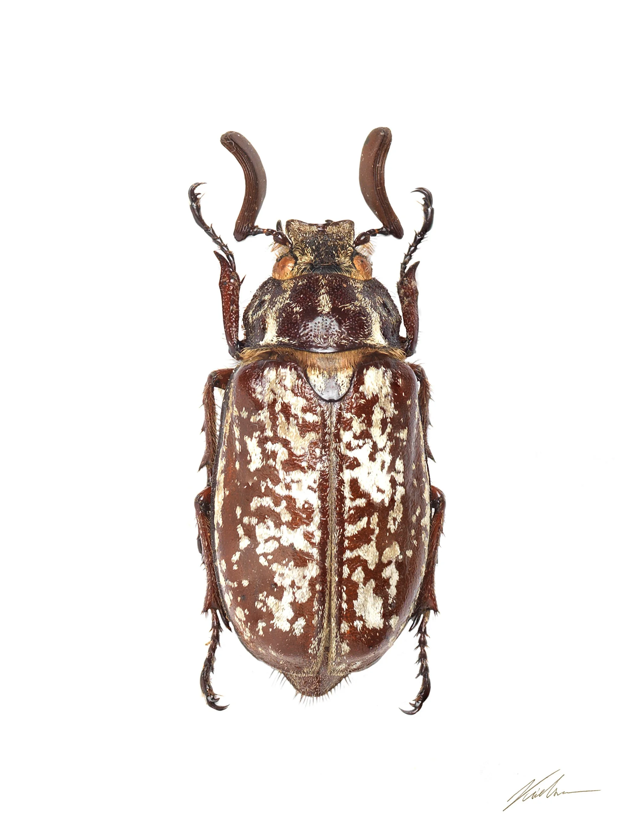 Polyphylla fullo