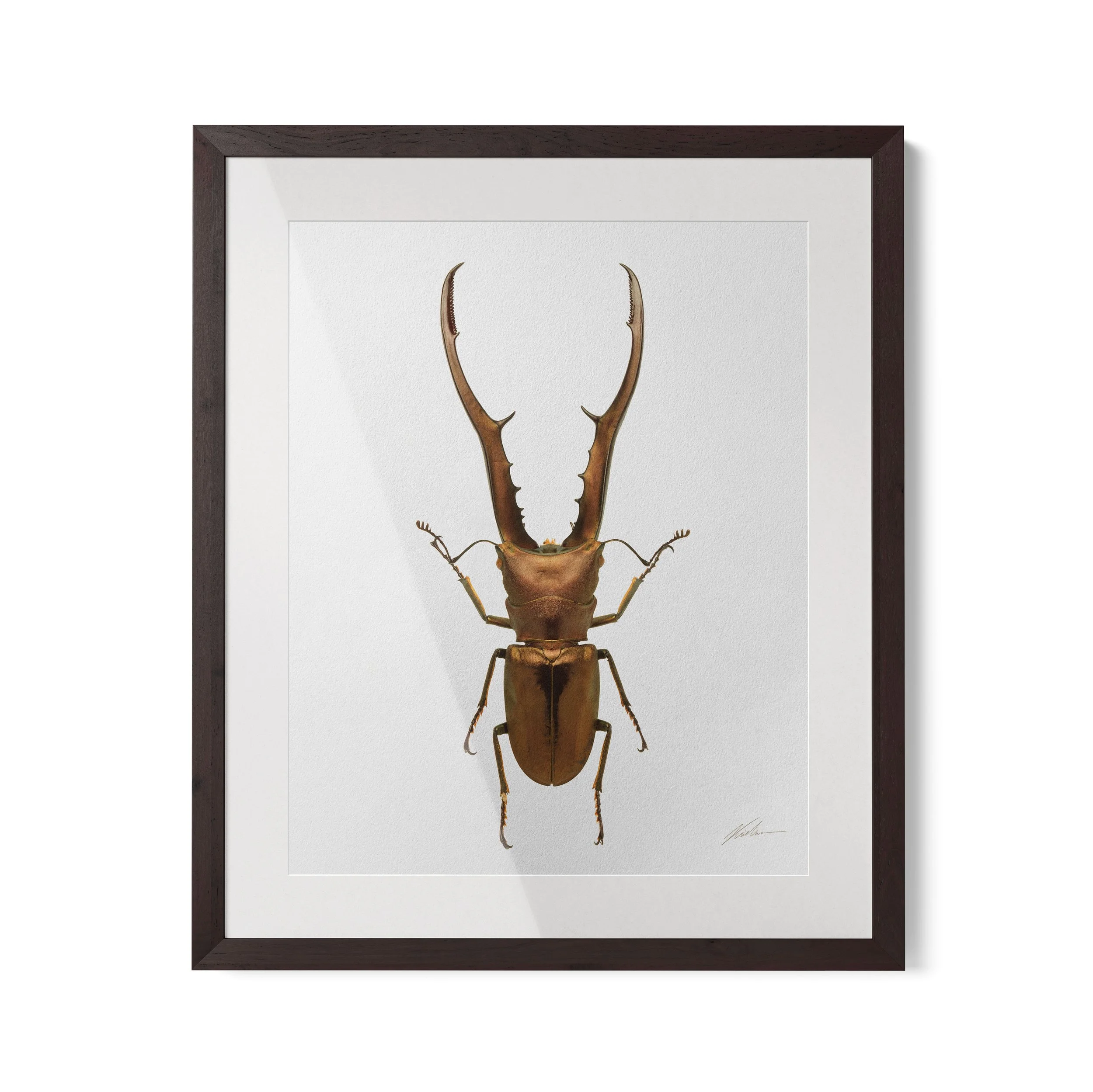 Cyclommatus metallifer | Rio de Janeiro, Brasil 2024