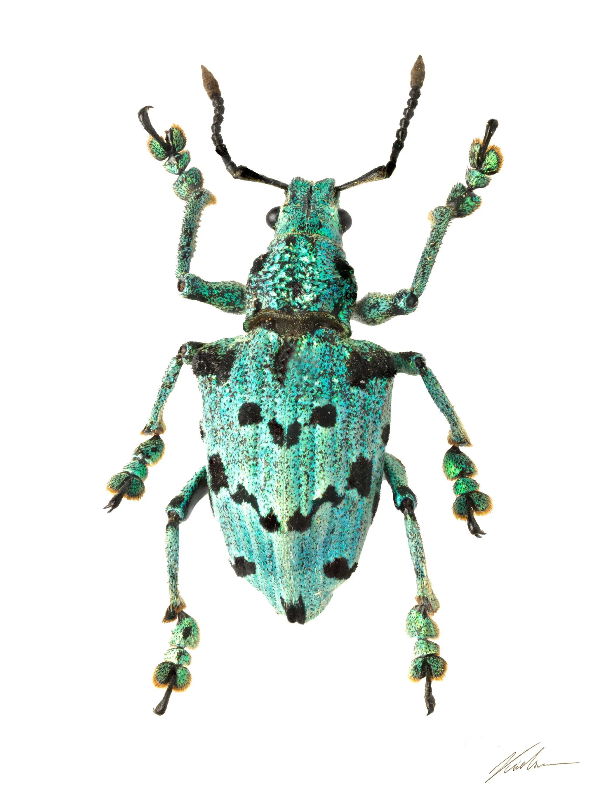 Lamprocyphus germari