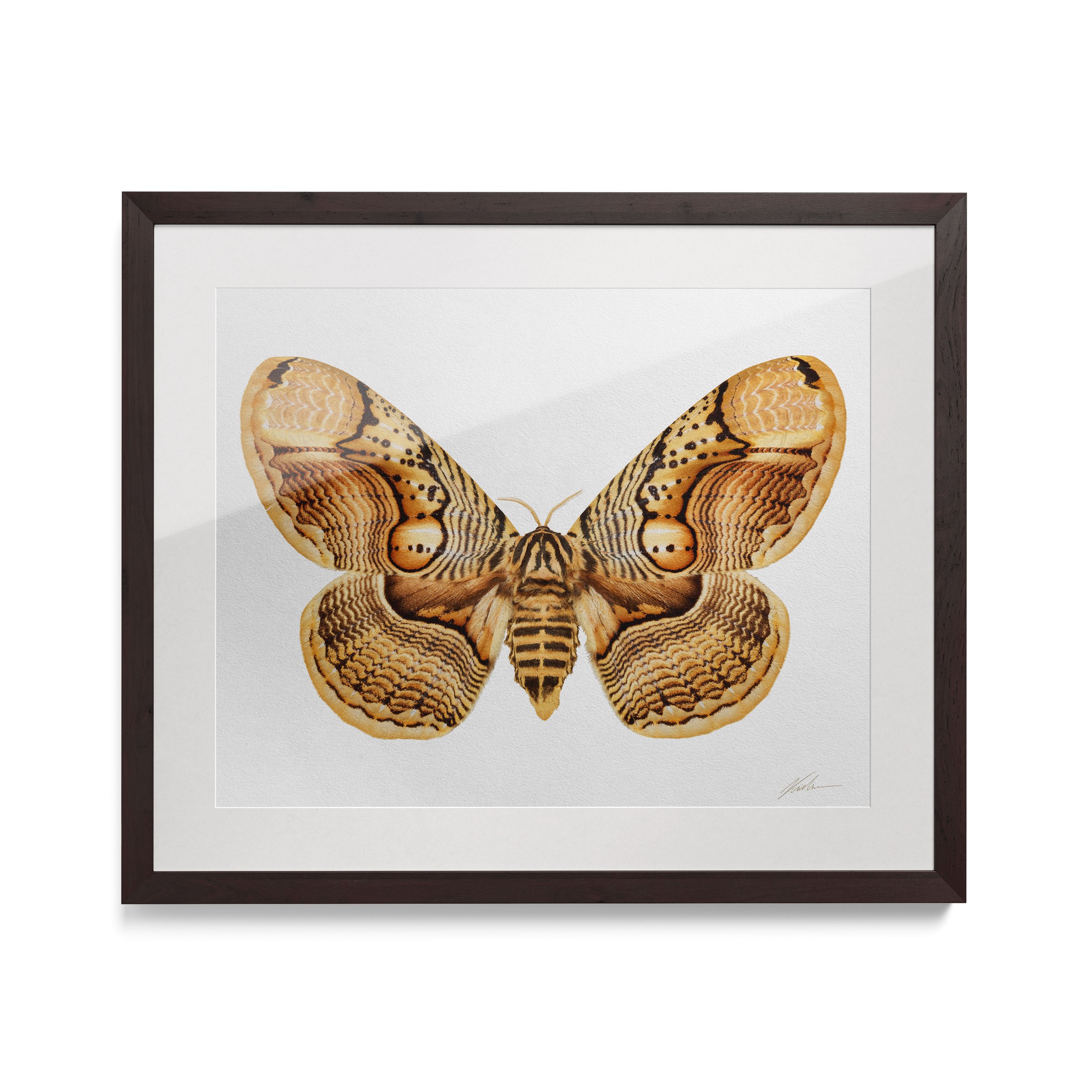 Brahmaea wallichil | Liege, Bélgica, 2015