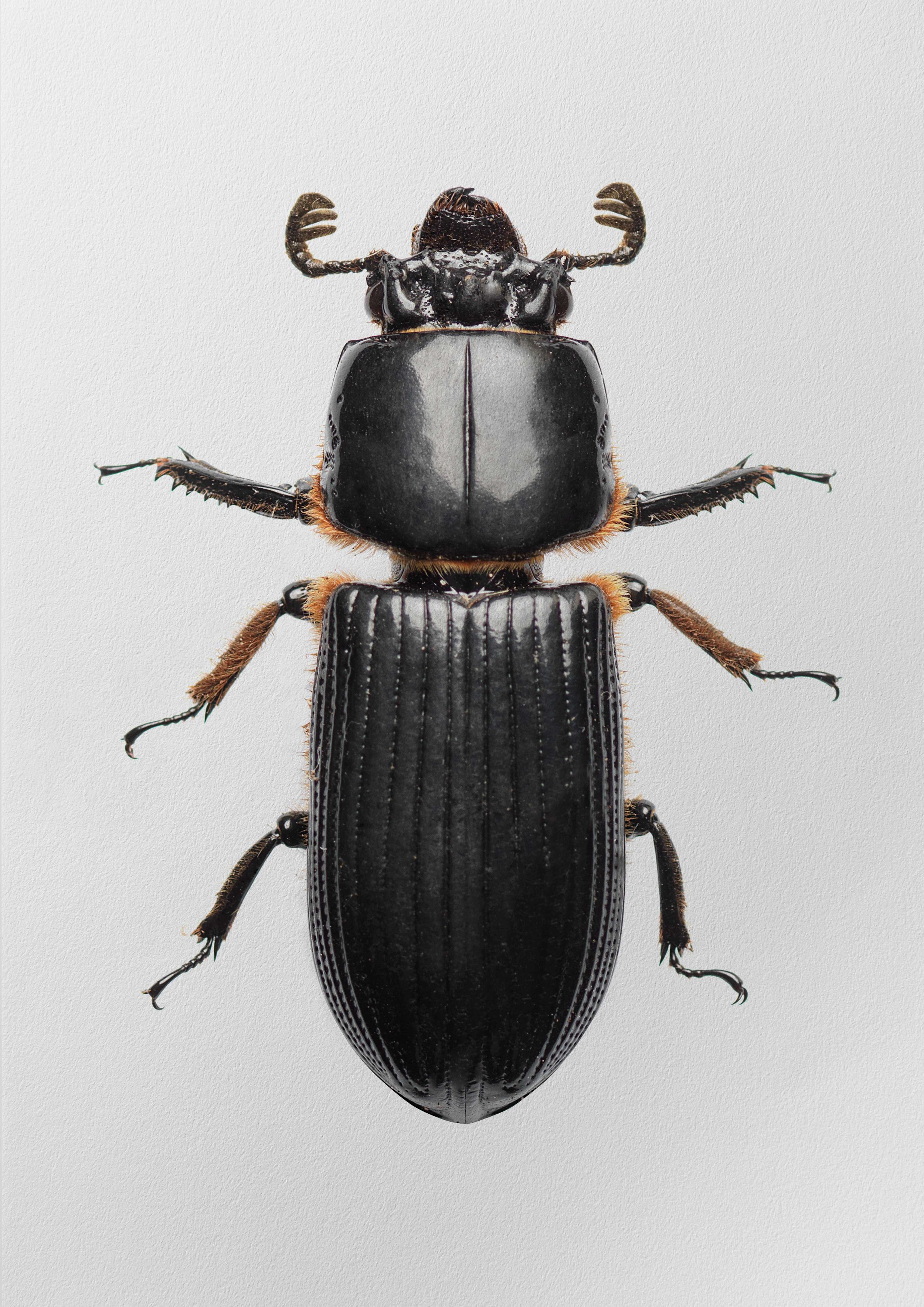 Odontotaenius Disjunctusr
