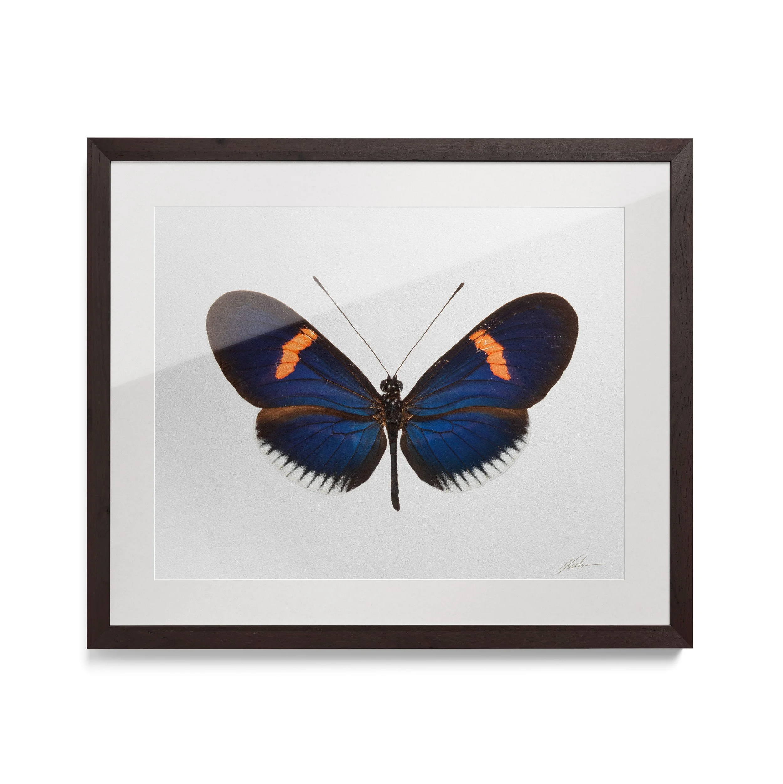 Heliconius Erato Cyrbia | São Paulo, Brasil 2022