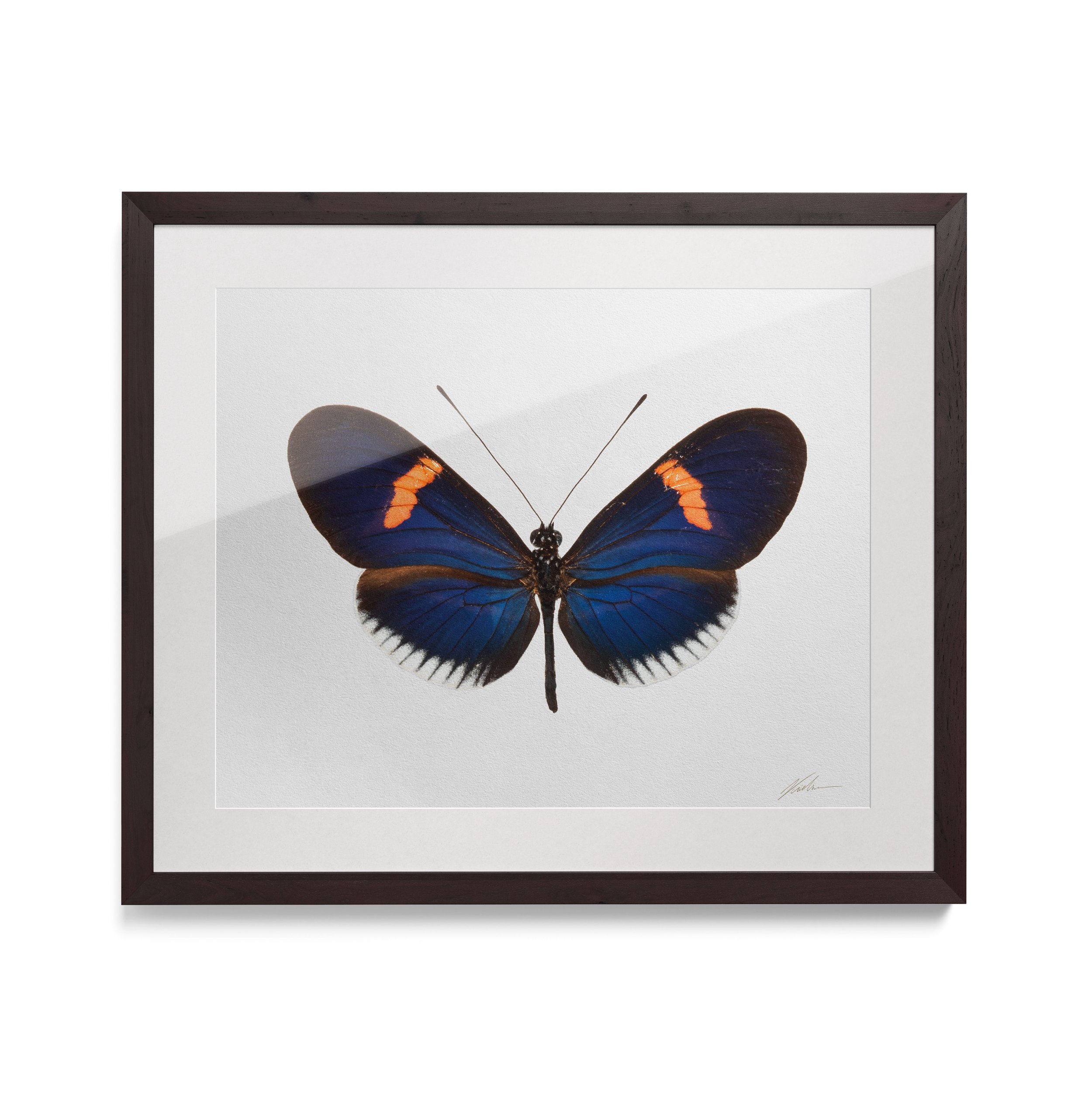 Heliconius-Erato-Cyrbia.jpg