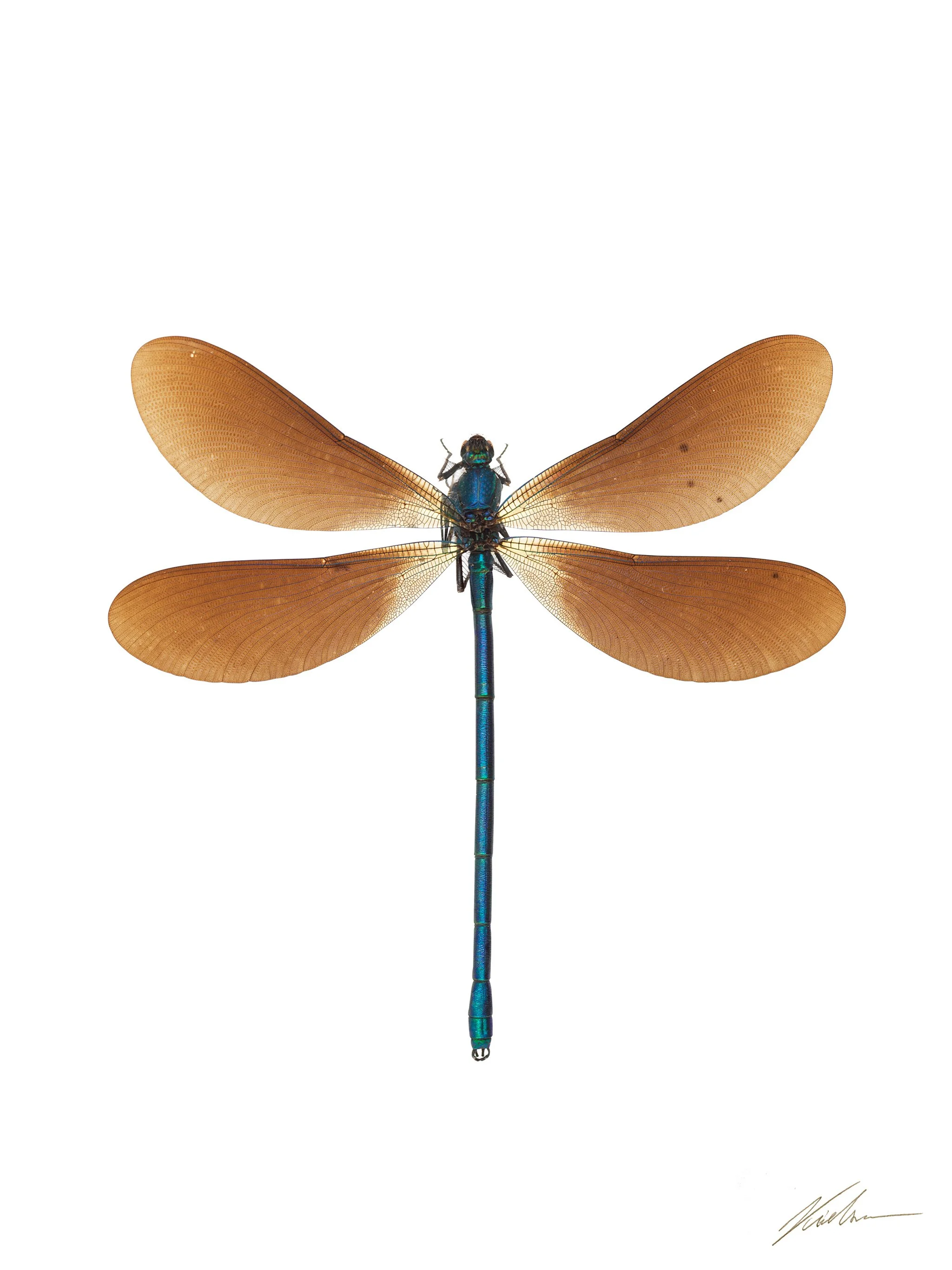 Calopteryx virgo