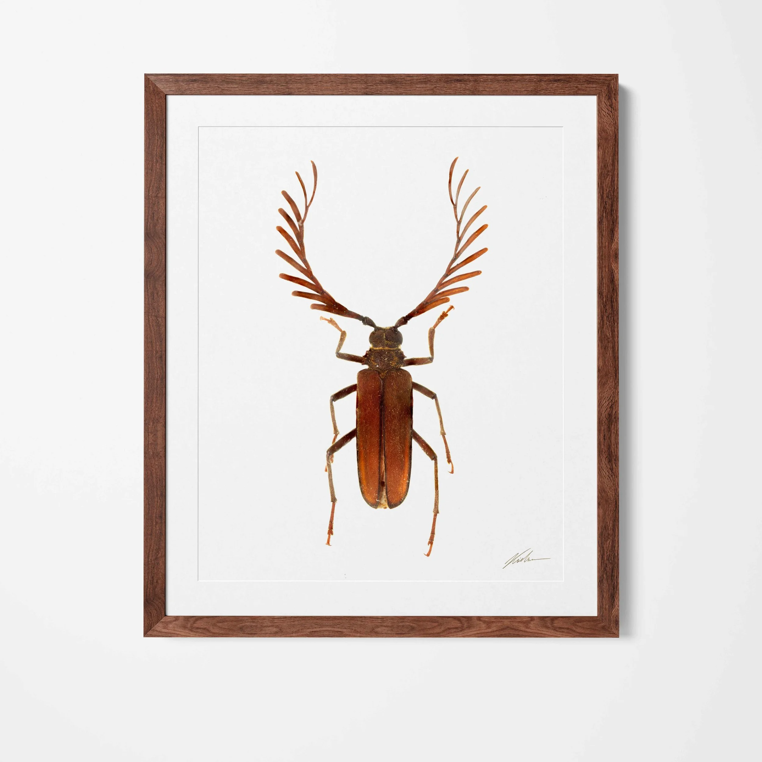 framed_23.jpg
