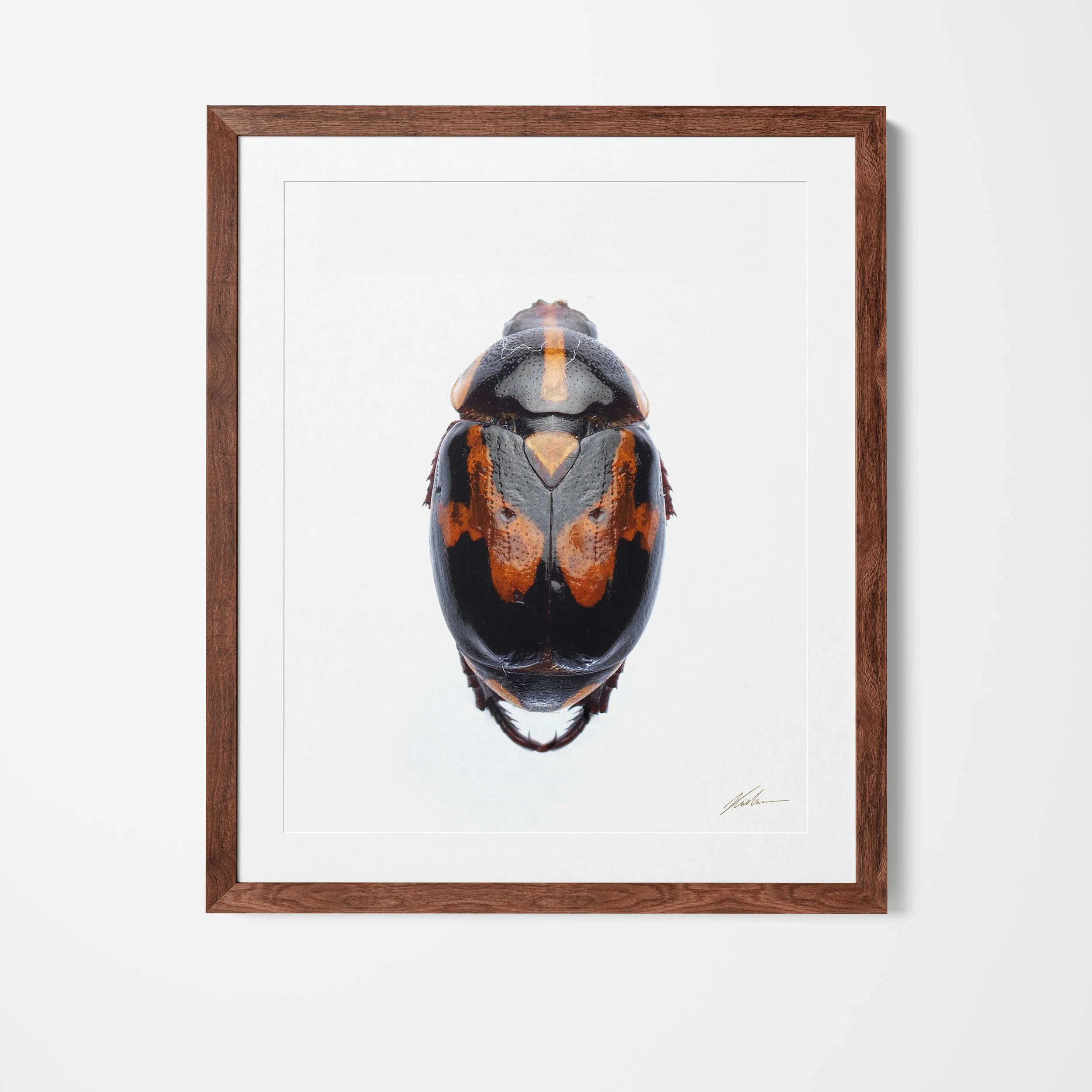 Framed.jpg