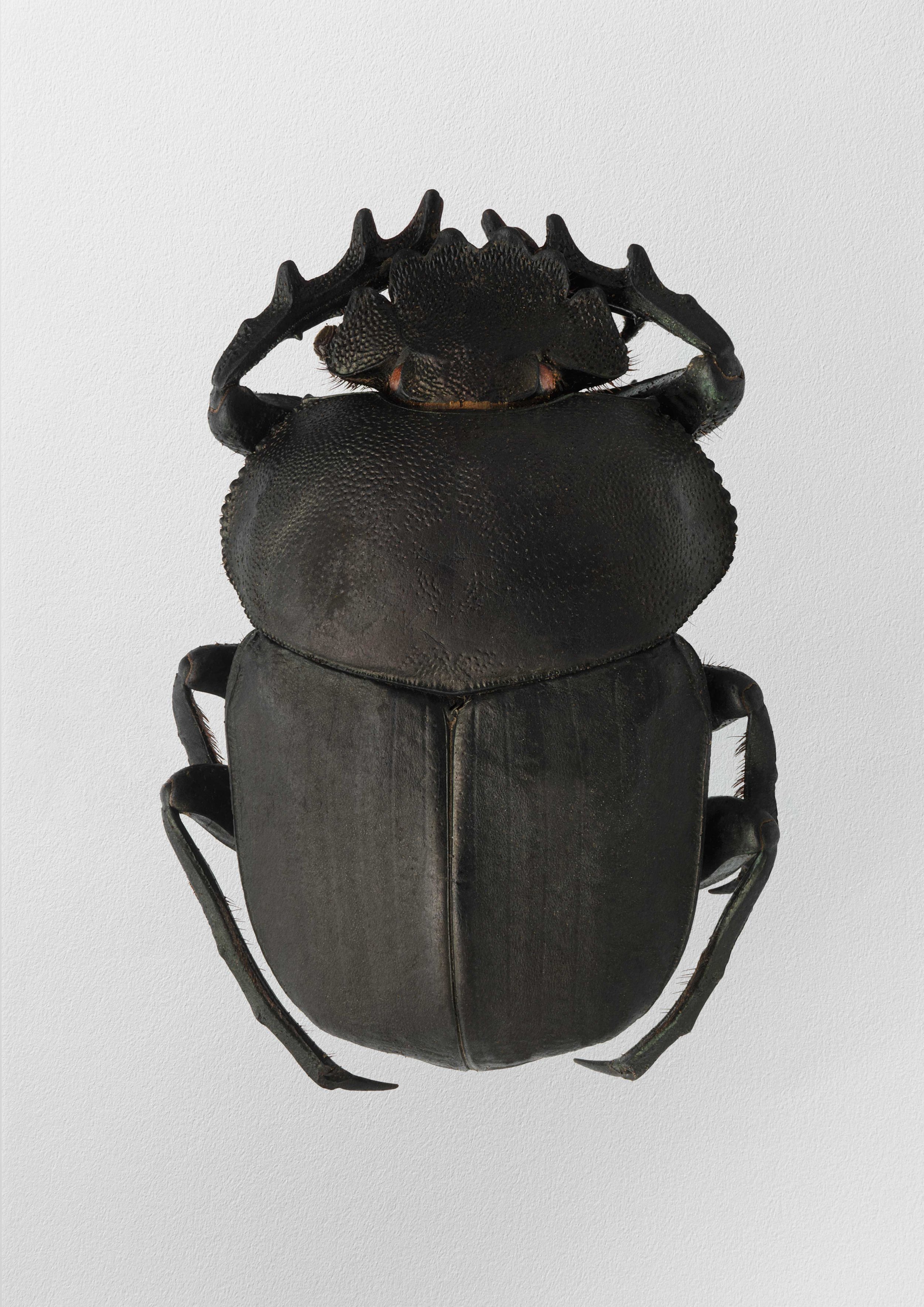 Scarabaeus subaeneus