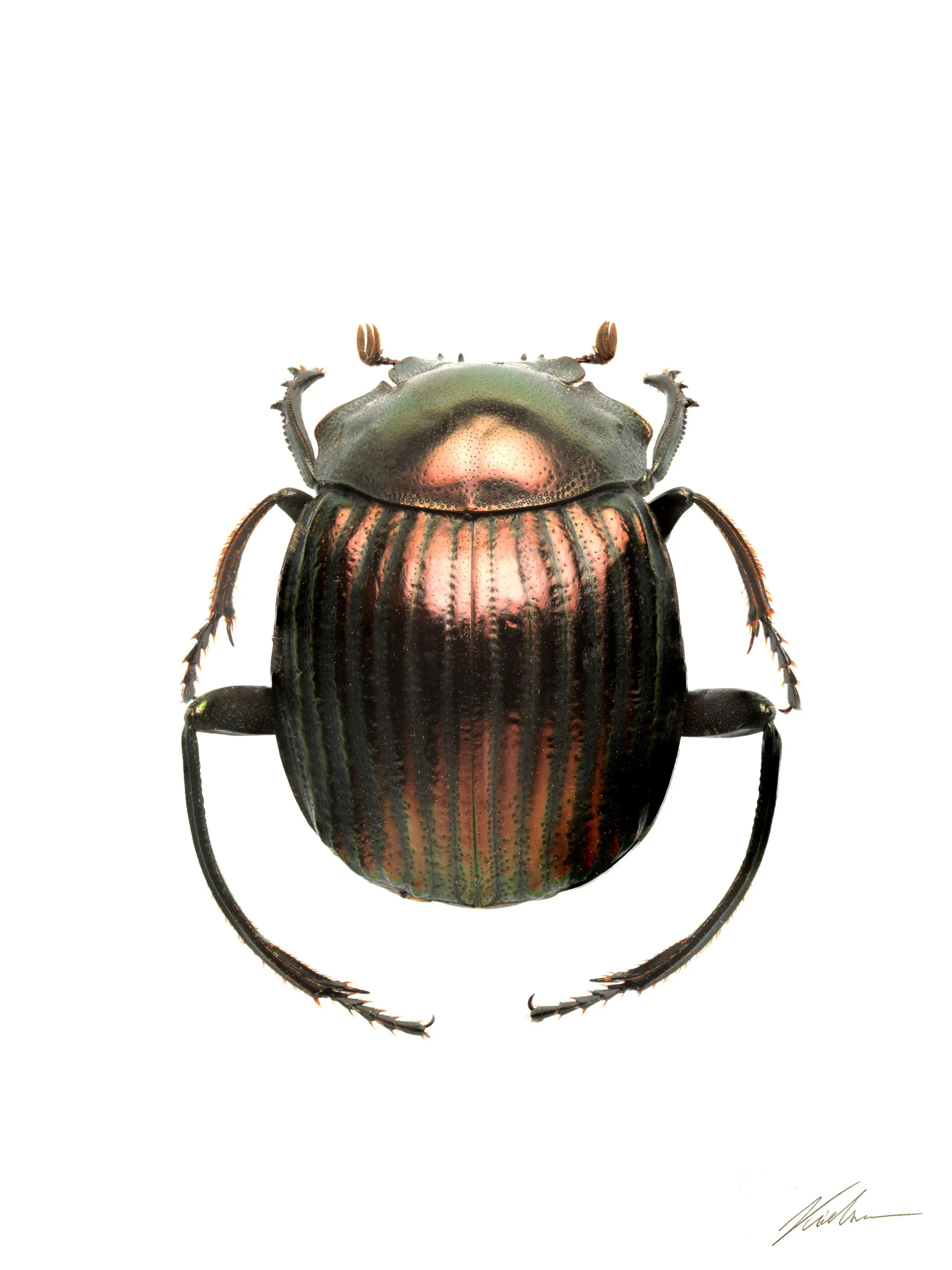 Deltochilum icarus
