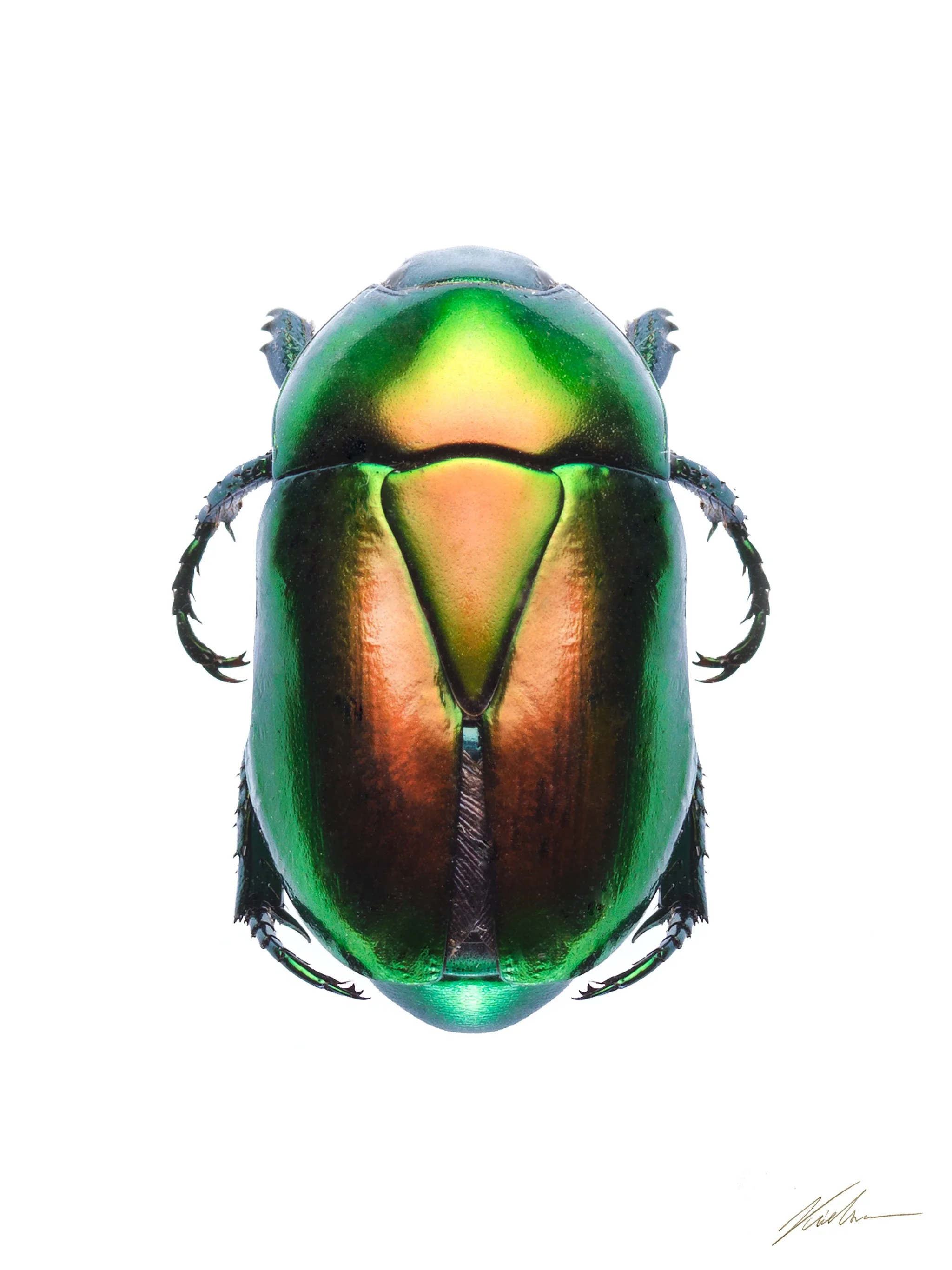Macraspis lucida