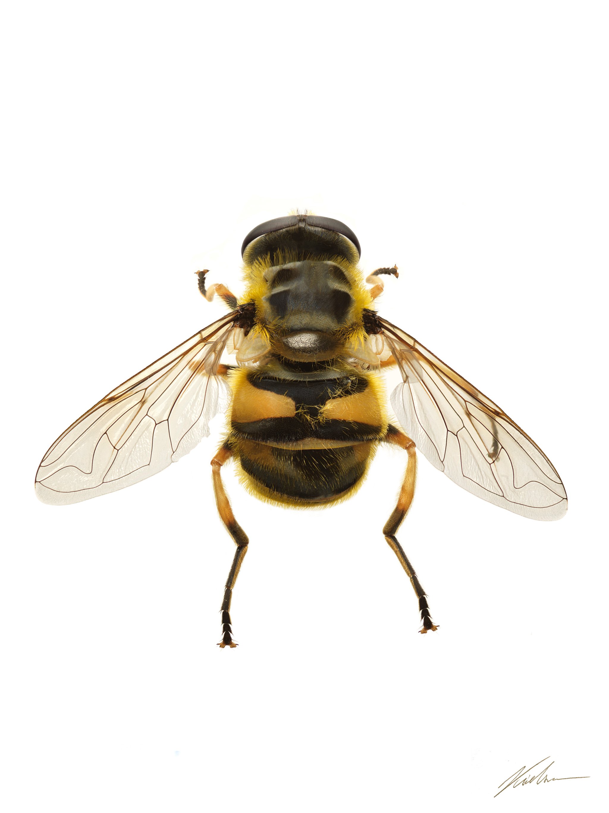 266_Mosca
