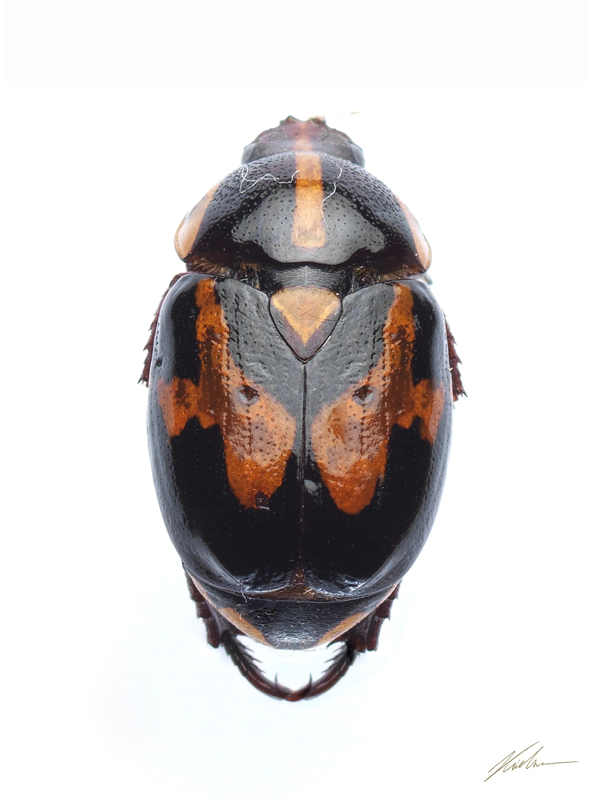 Rutela lineolapsd