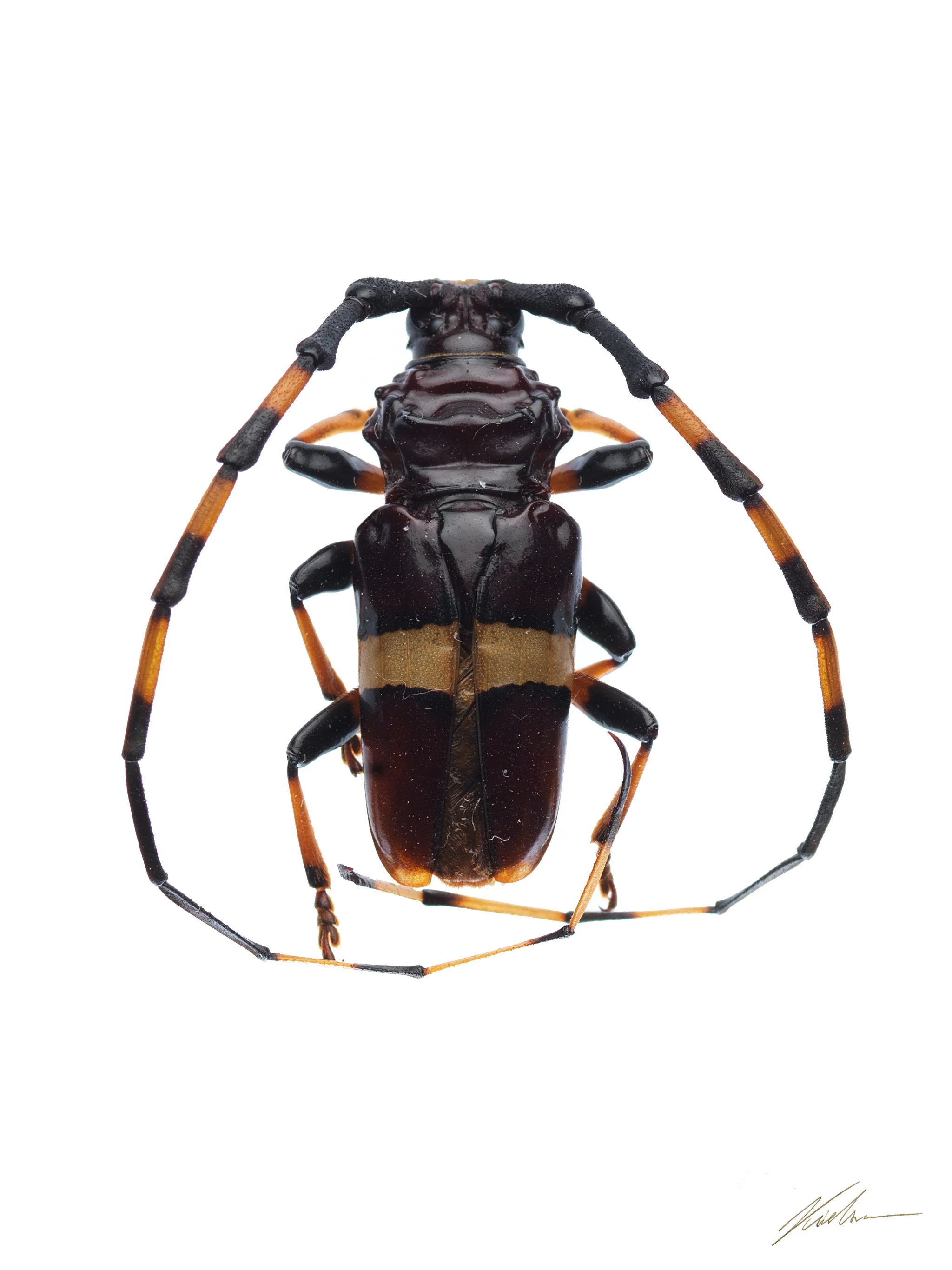 Trachyderes succinctus