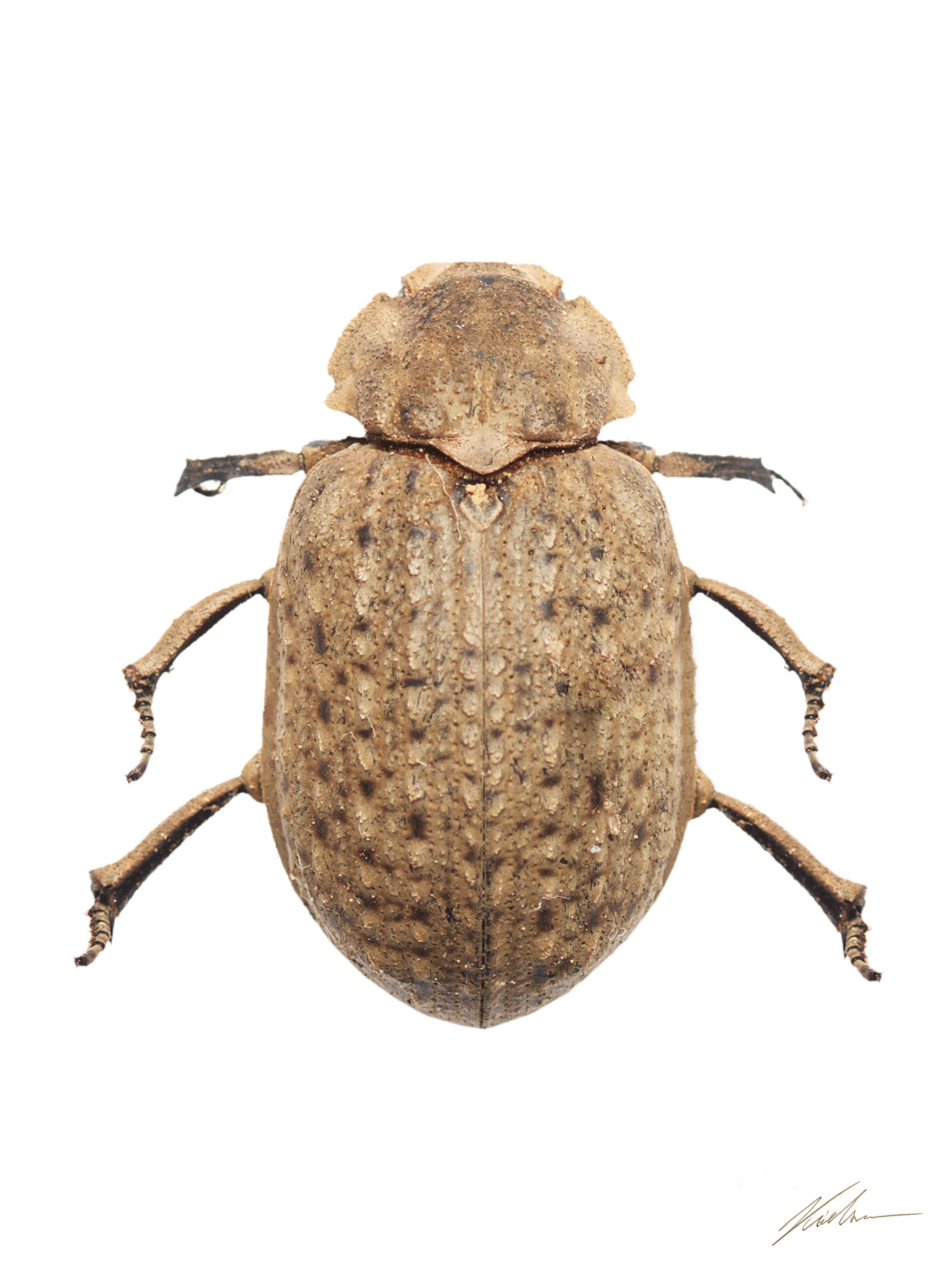 Omorgus suberosus