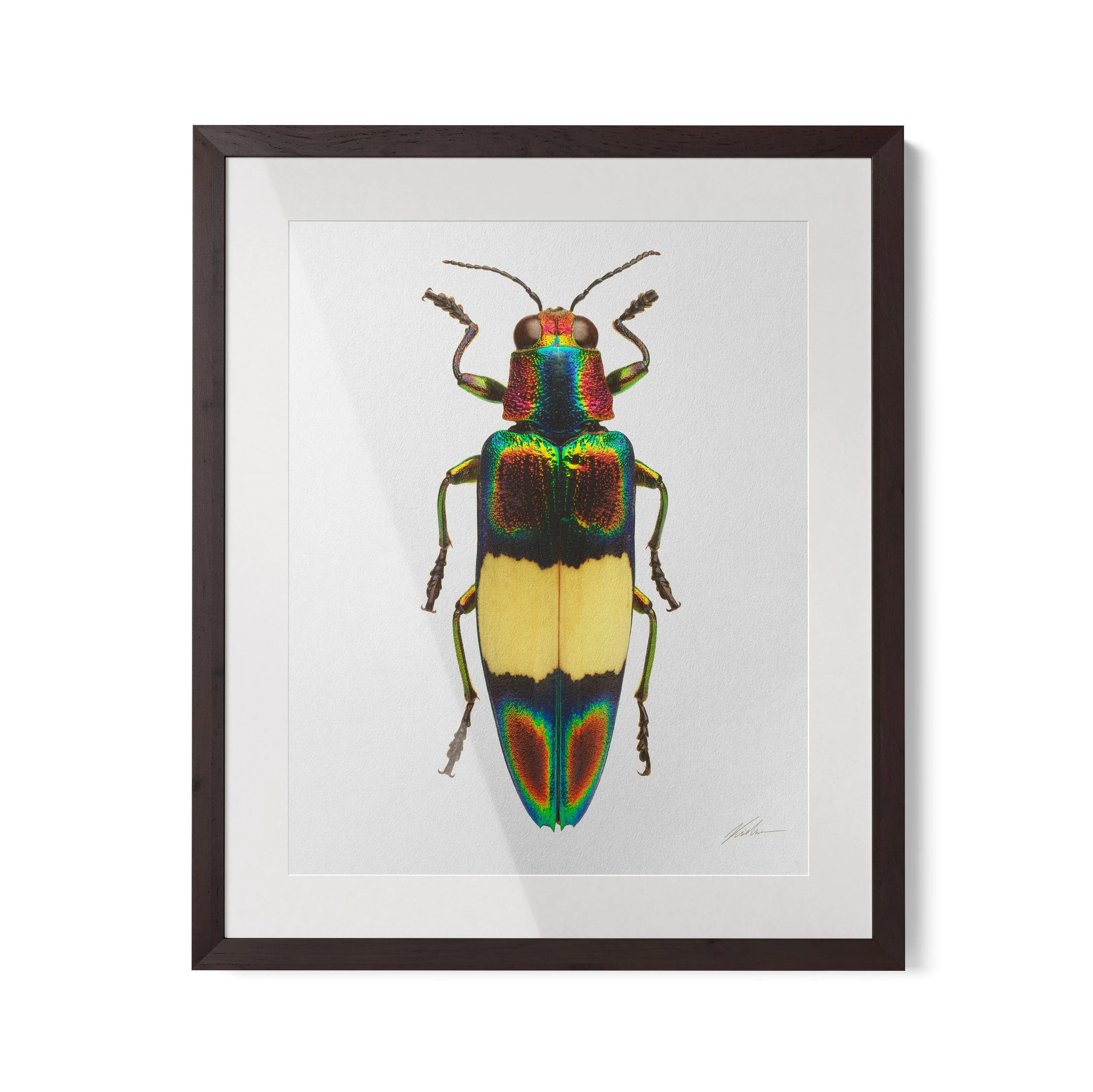 Chrysochroa ocellata ephippigera | Lisboa, Portugal, 2018