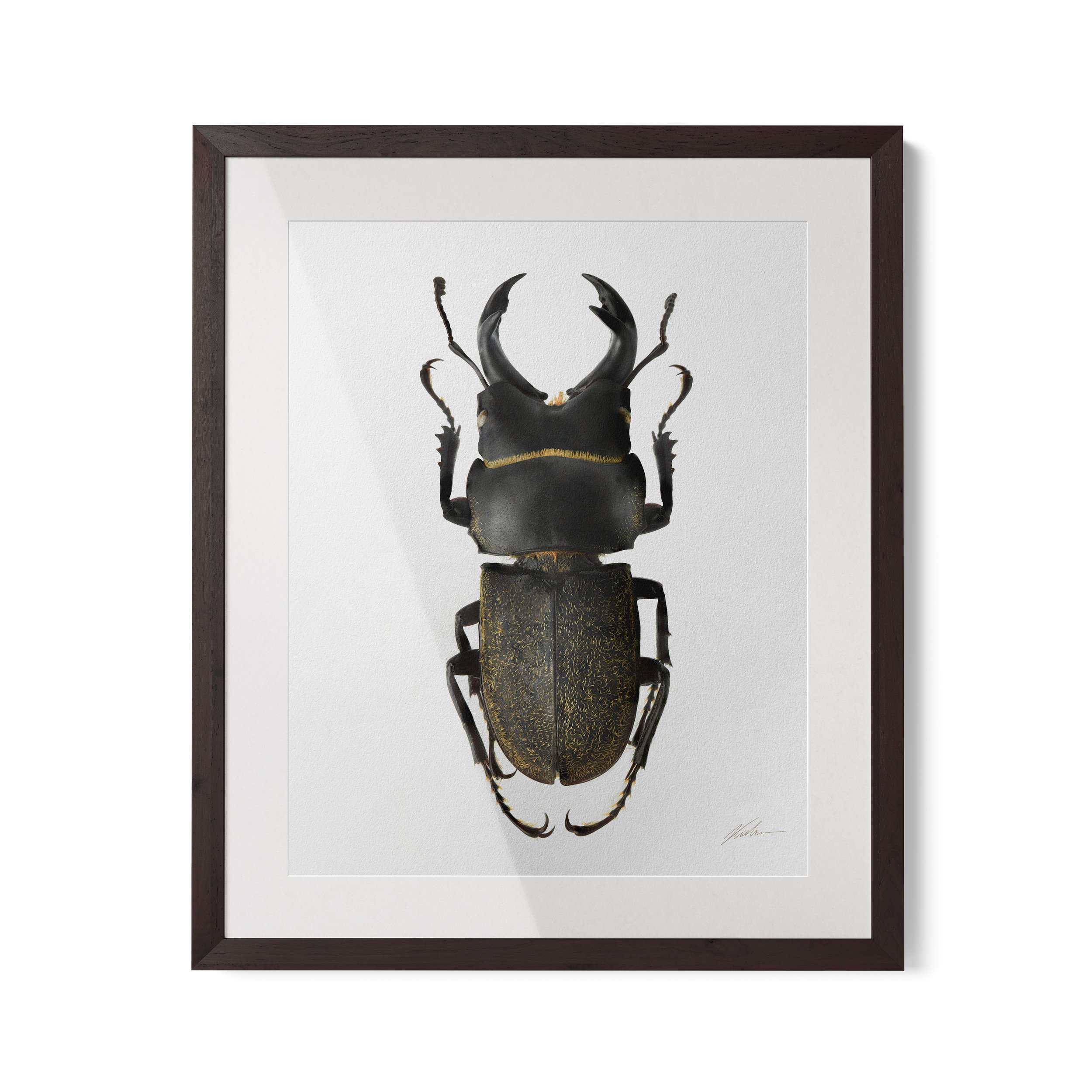 Aegognathus caledoniensis | São Paulo - Brasil - 2021