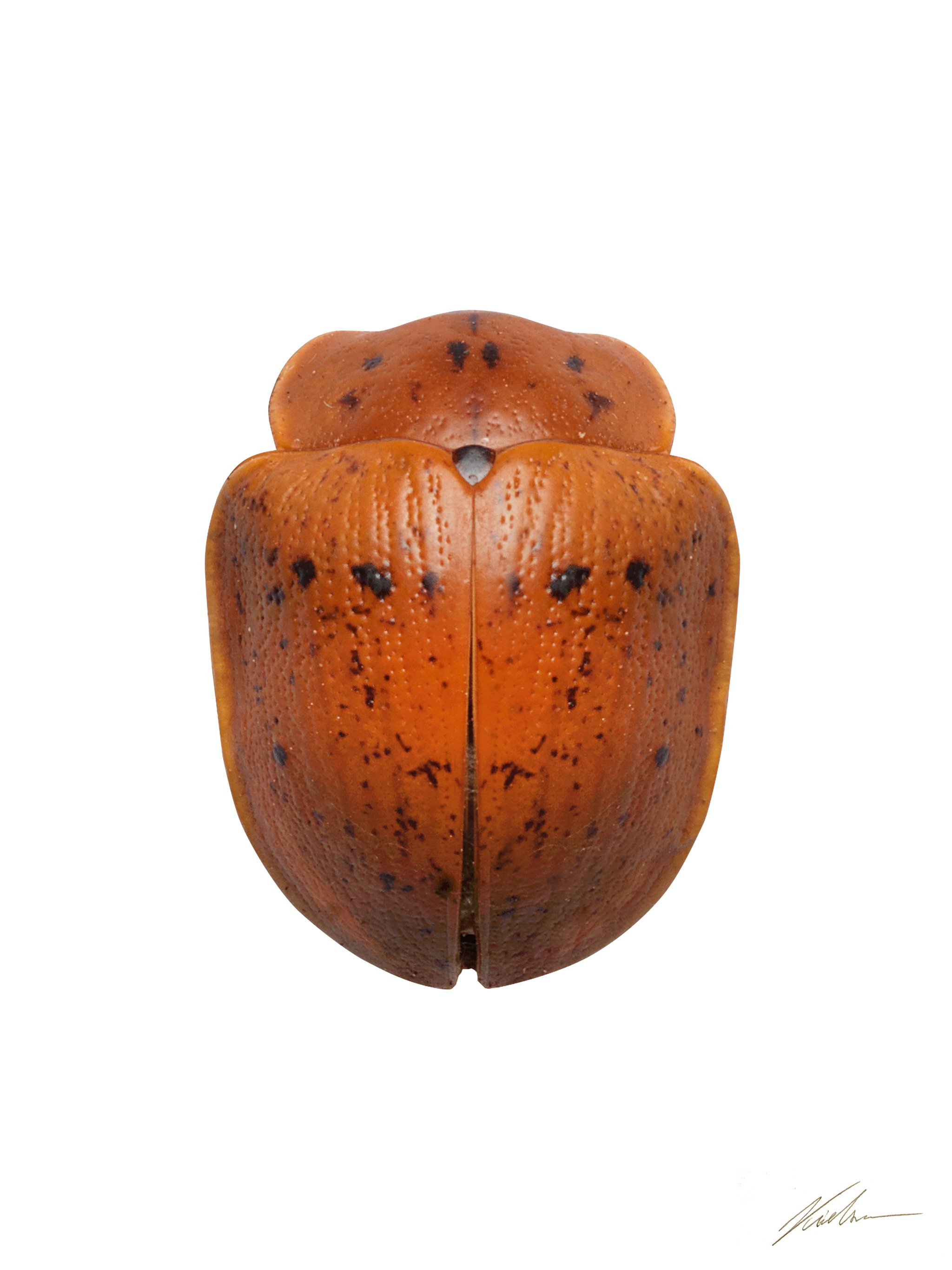 Platyphora congener