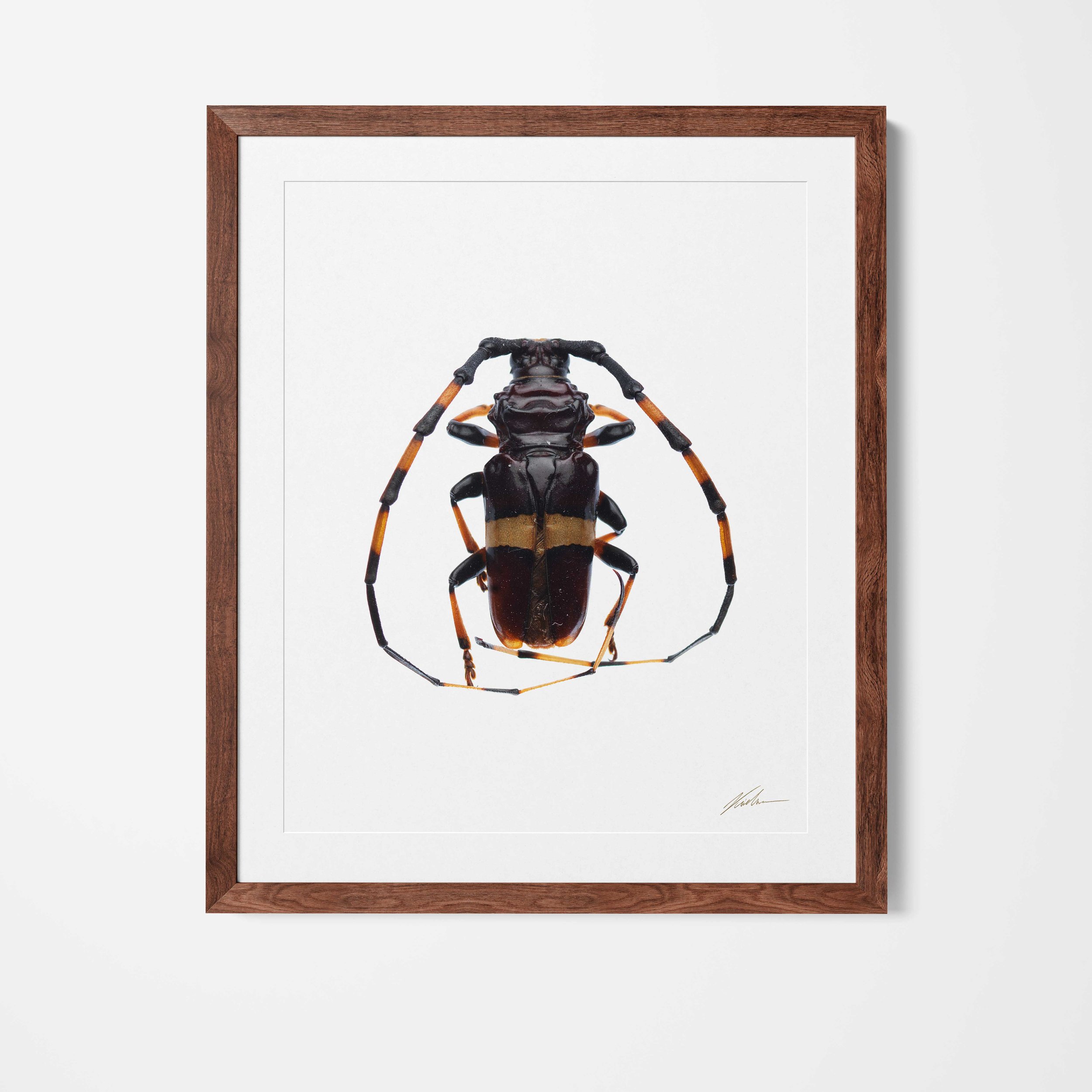 Framed.jpg