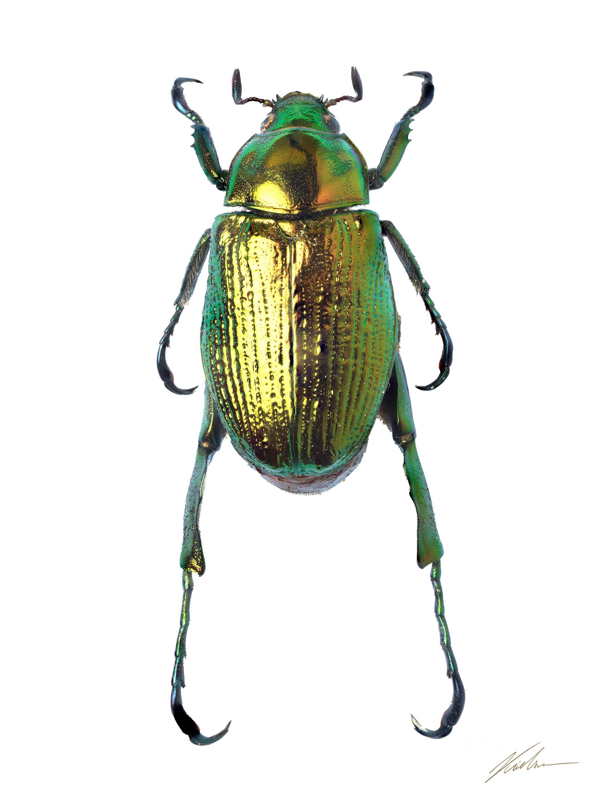 Chalcoplethis kirbii