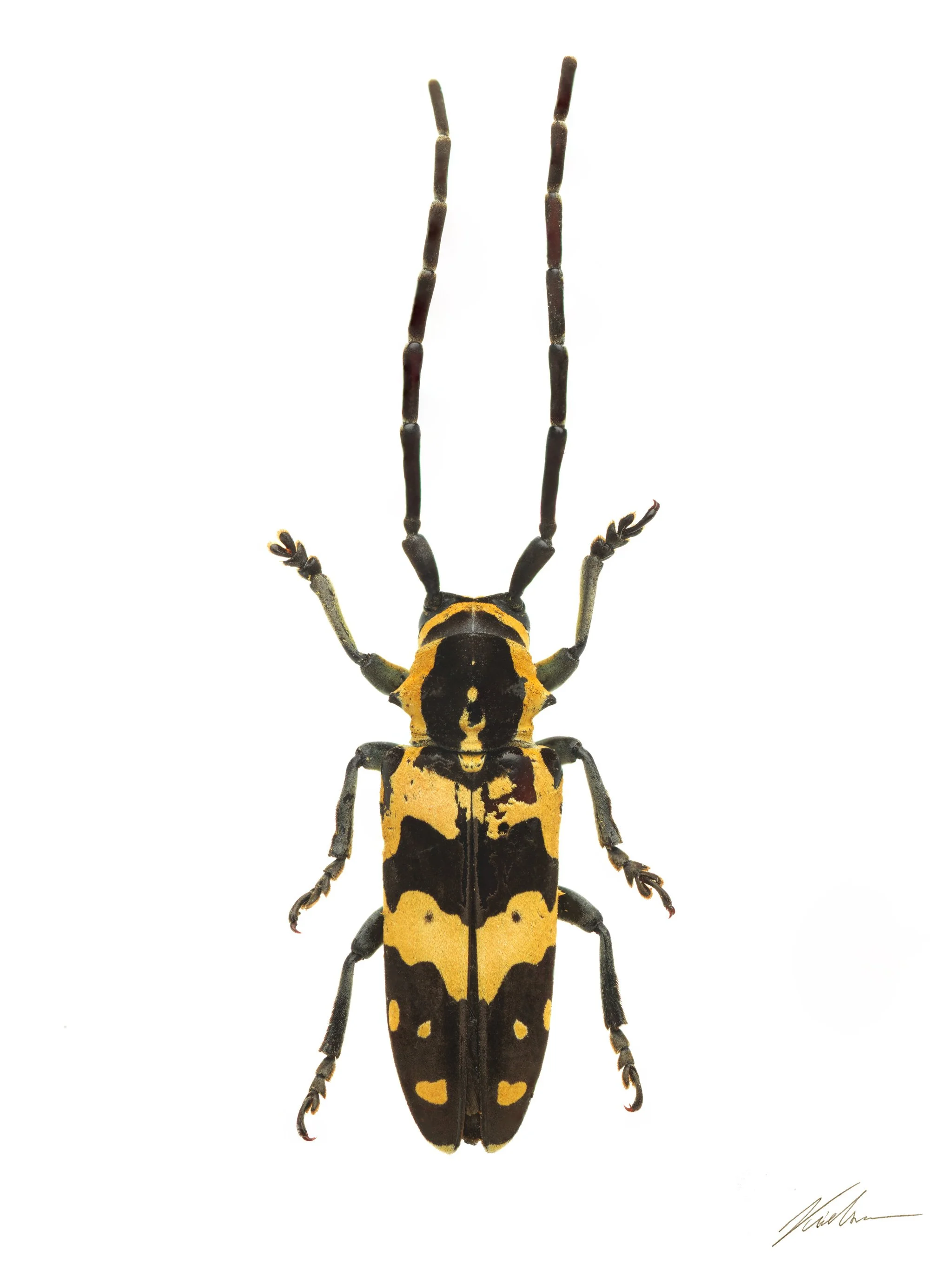Tragocephala jucunda