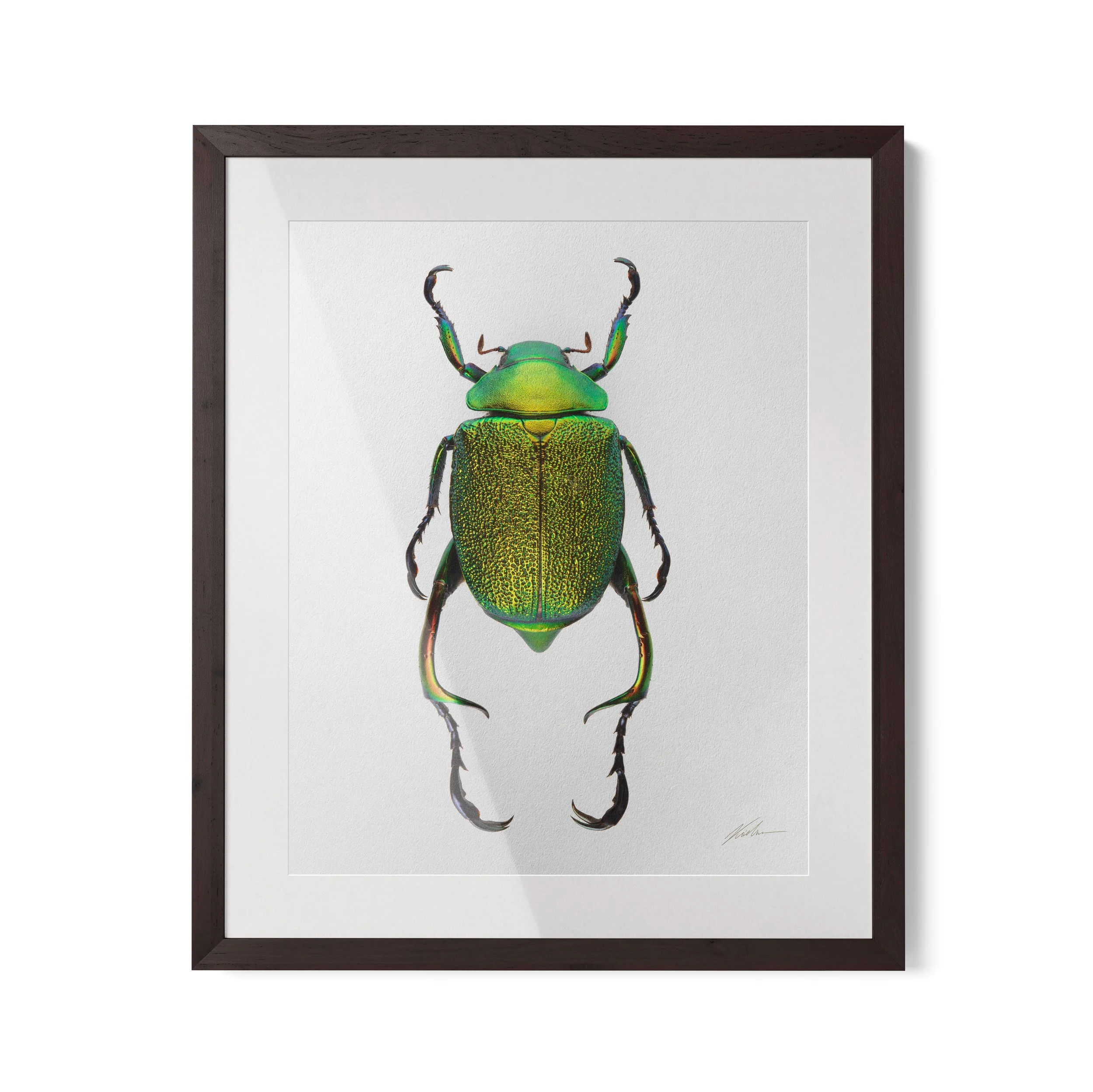 Chrysophora chrysochlora | Londres, Reino  Unido 2024