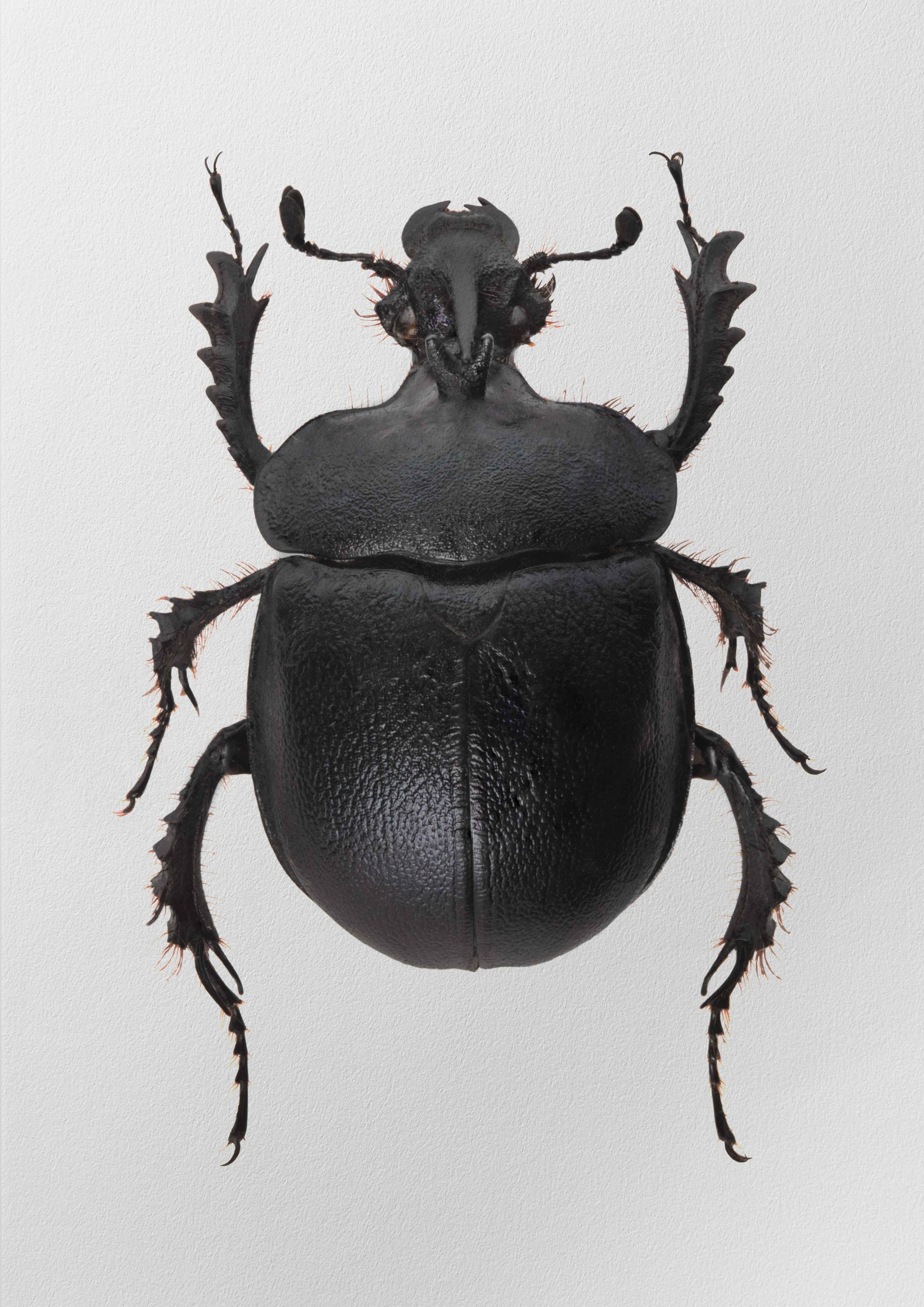 Enoplotrupes sharpi