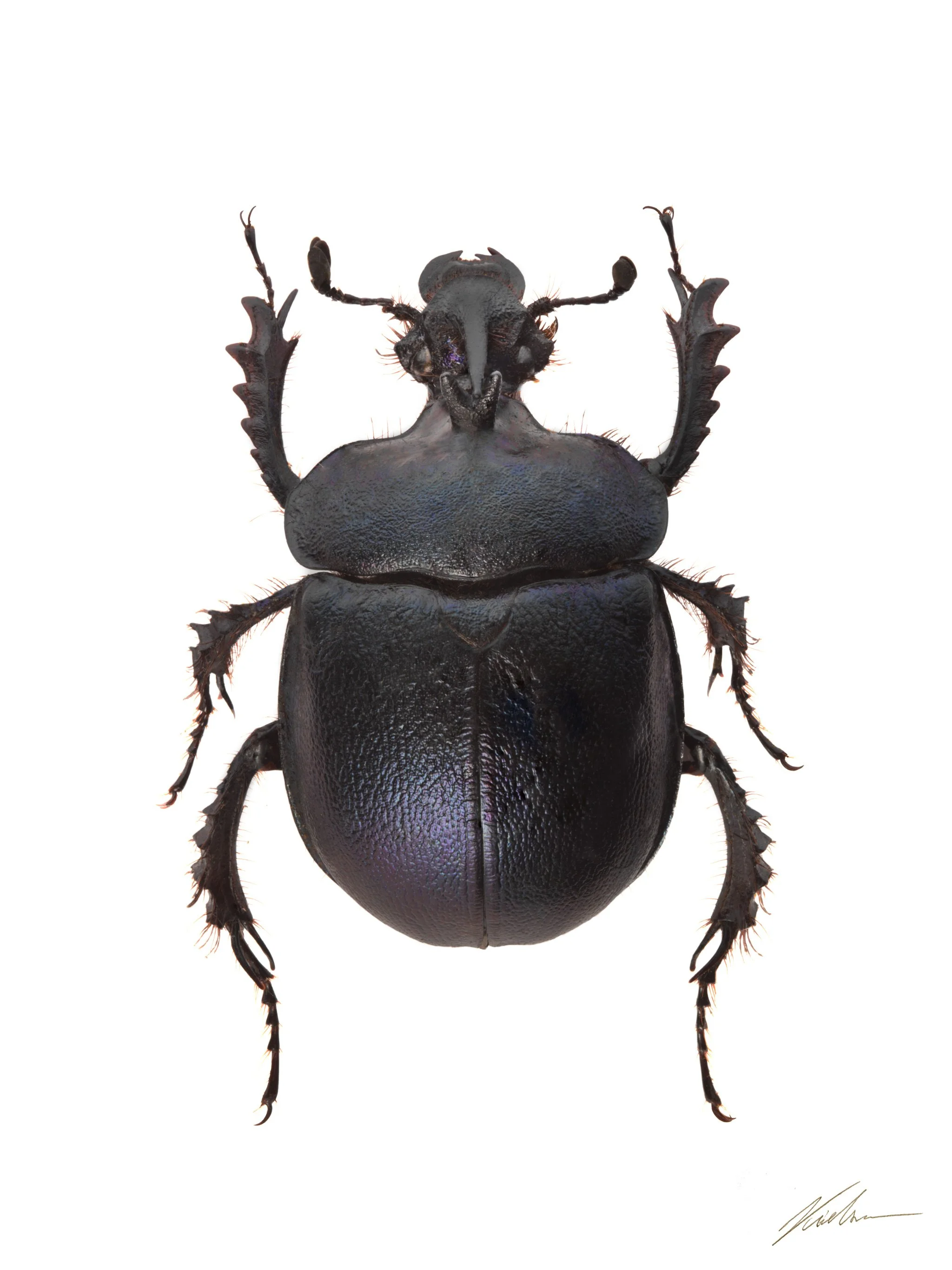Enoplotrupes sharpi