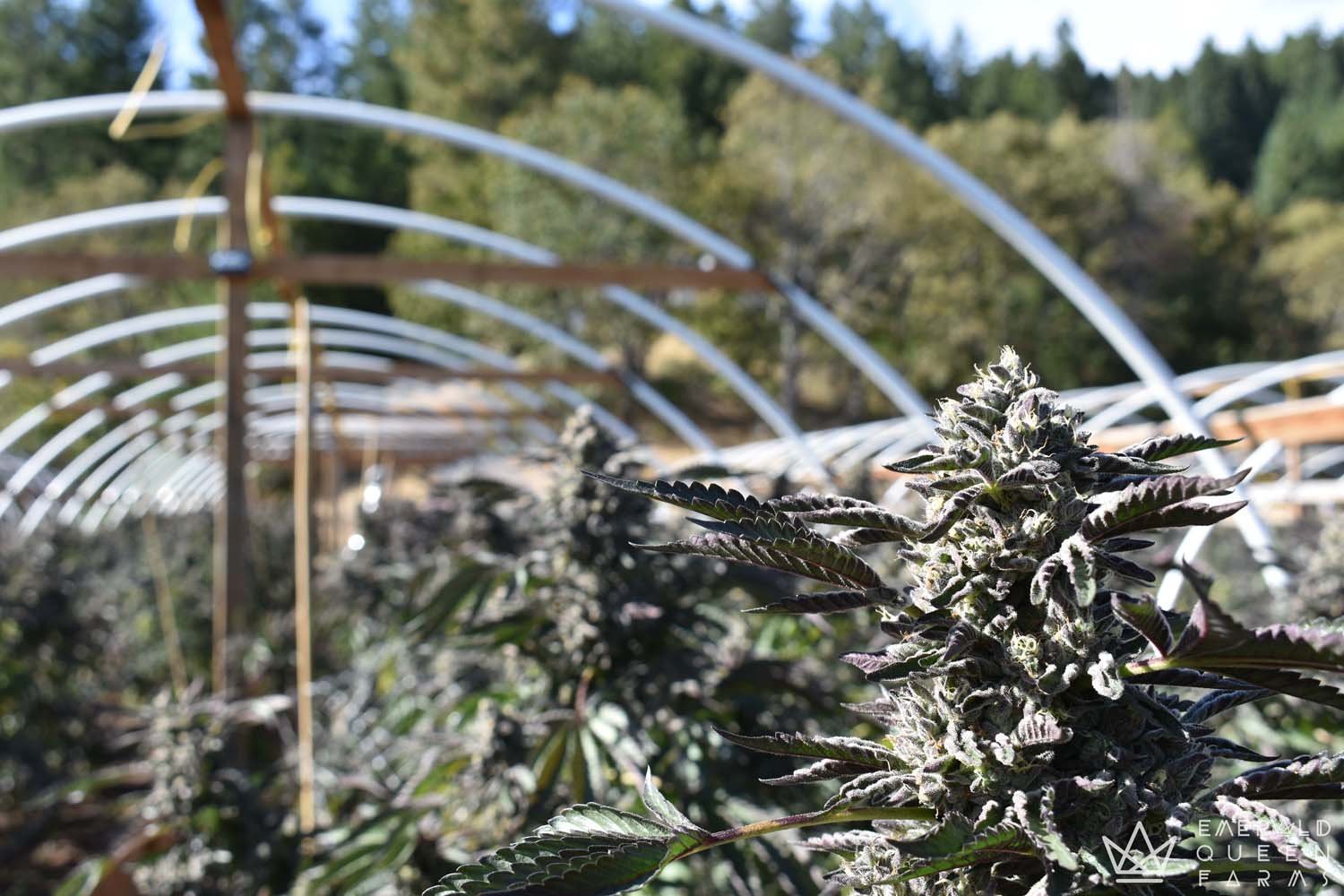 emerald-queen-farms-cannabis-flowers-hoops.jpg