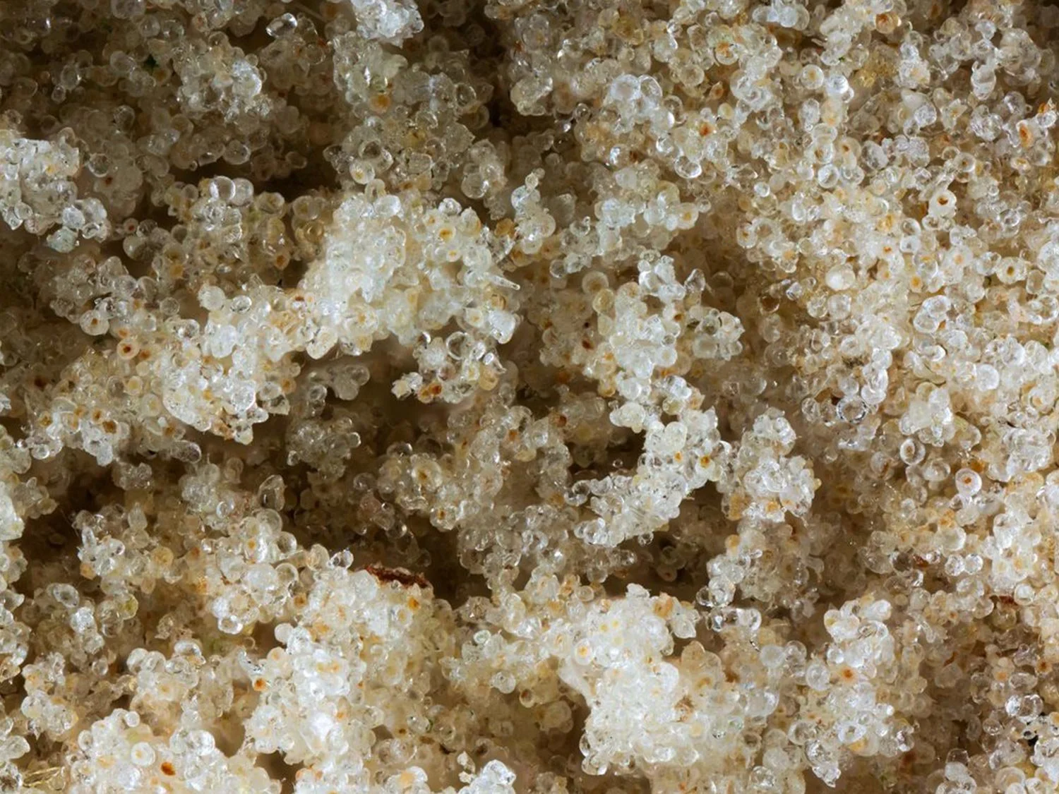 Kief vs Hash: Everything You Need to Know — Nasha Hash