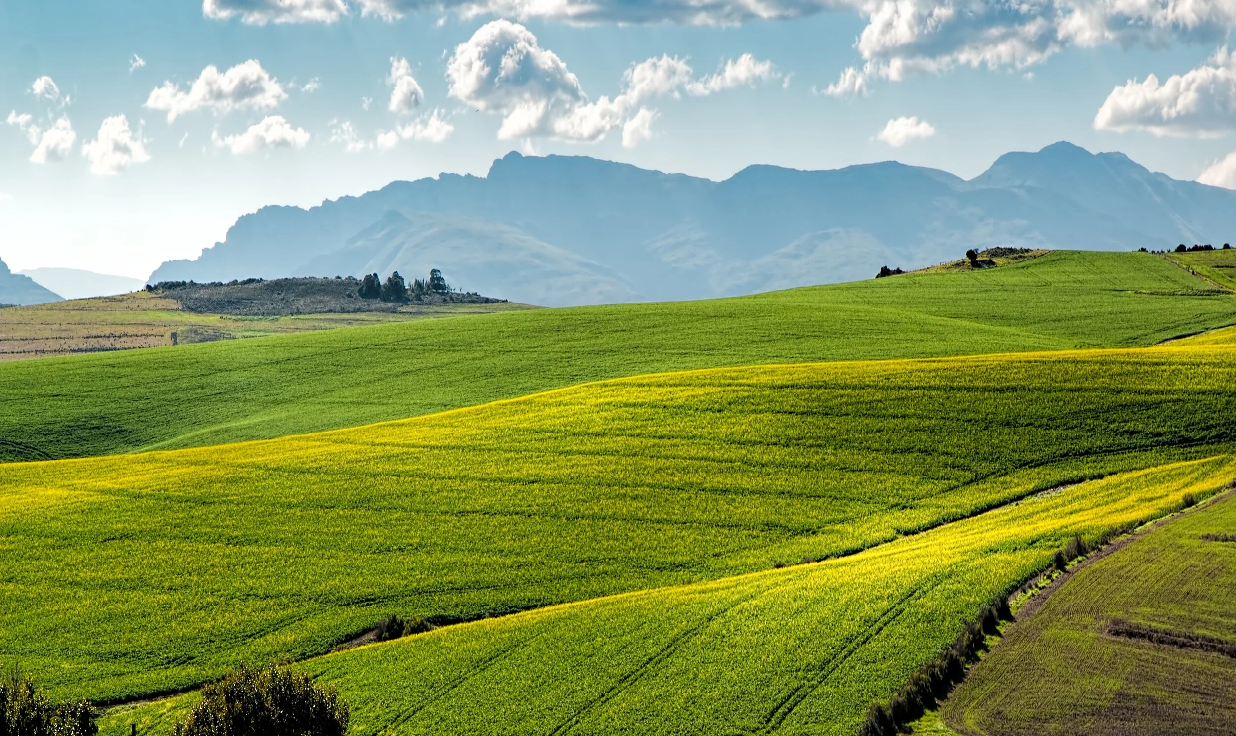 crop-cropland-environment-259280_pexels.jpg