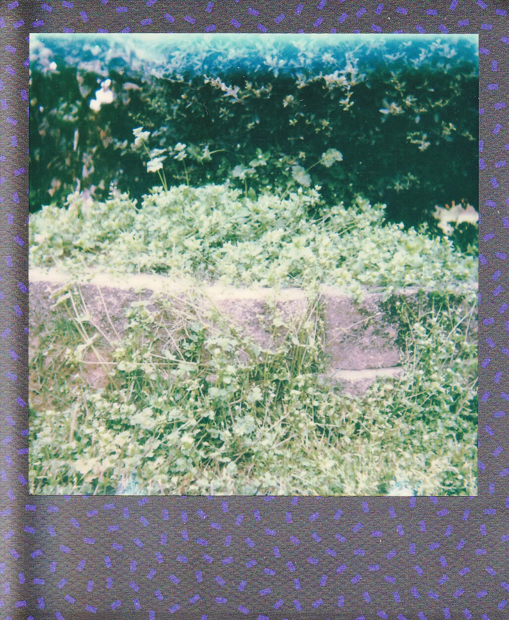 Self-Isolation, Day 3: With the Rain Came Growth