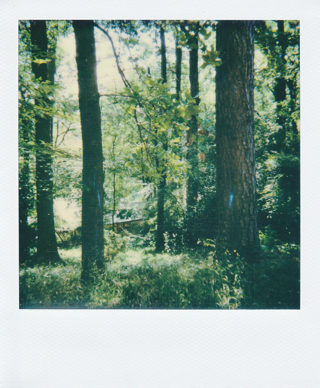 Self-Isolation, Day 25: Mystic Morning