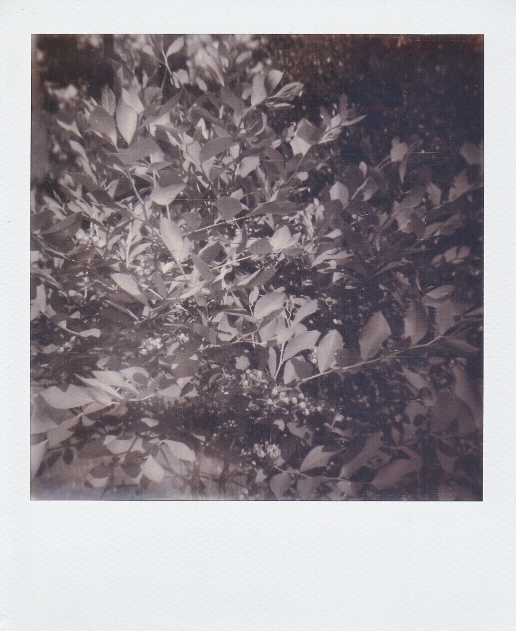 Self-Isolation, Day 33: Beating Around the Blueberry Bush