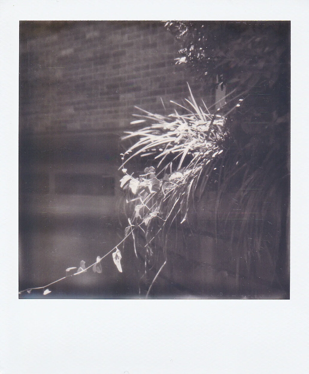 Self-Isolation, Day 34: Bright 