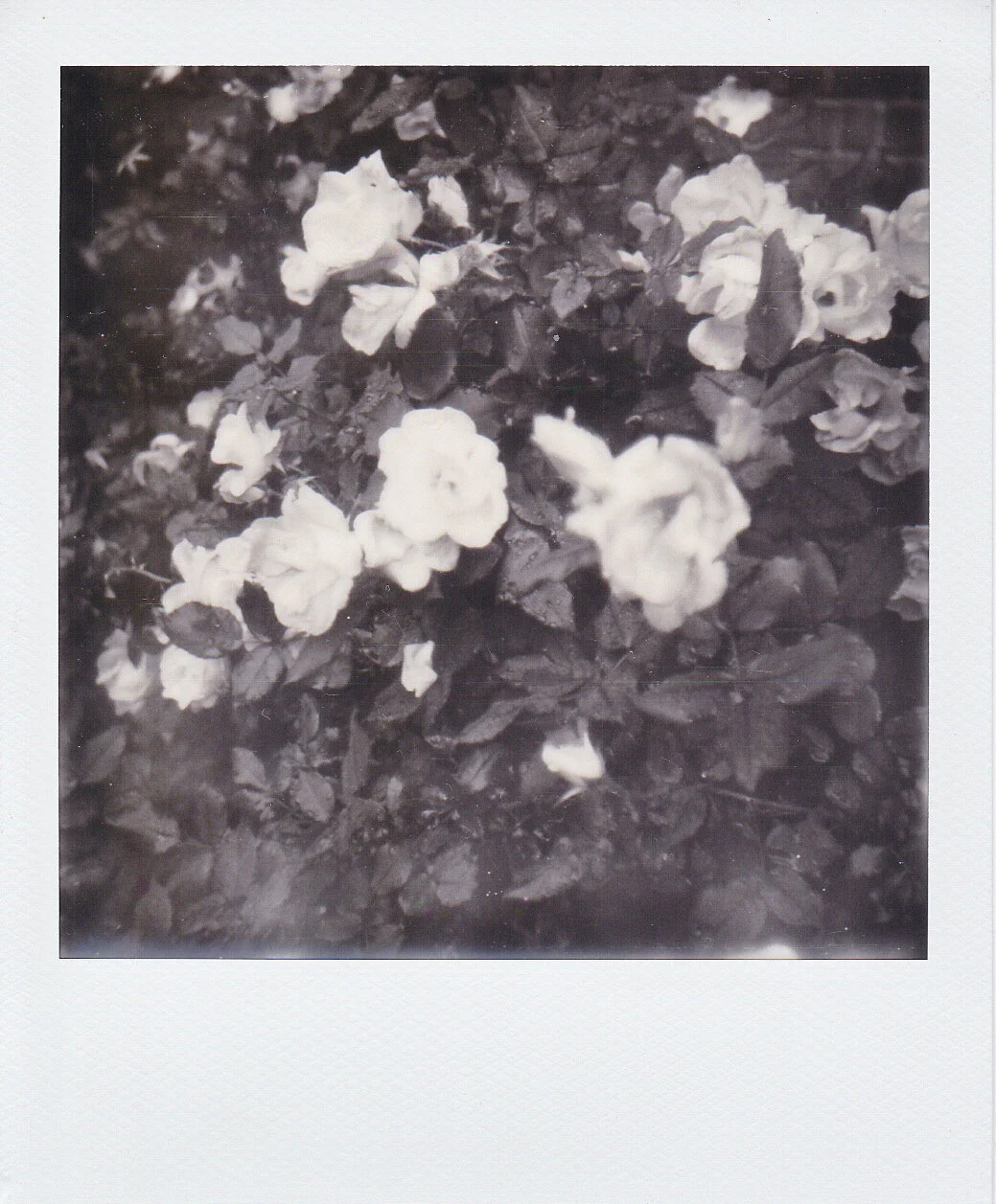 Self-Isolation, Day 38: Everything's Coming Up Roses