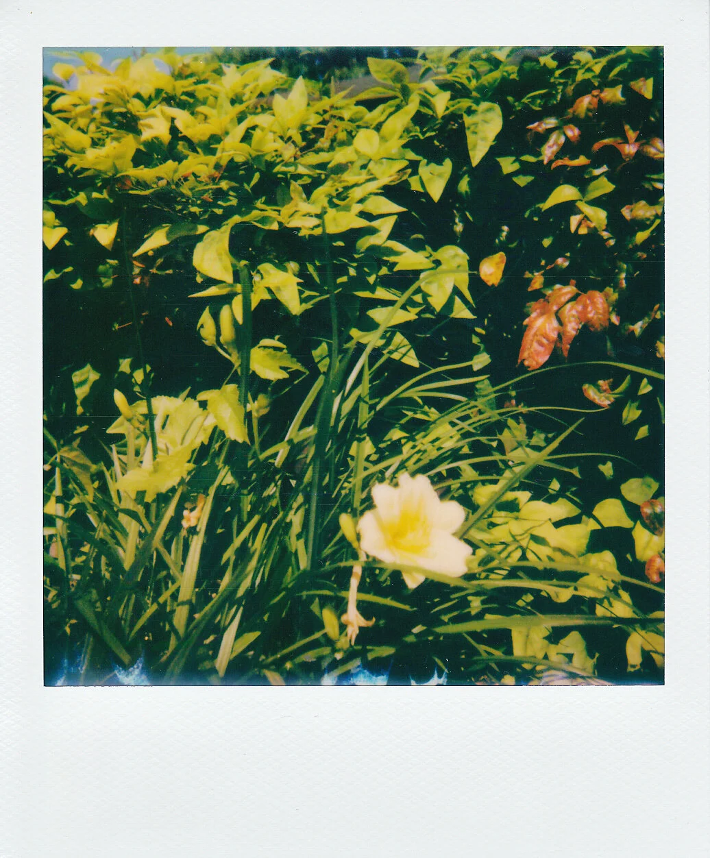 Self-Isolation, Day 47: May