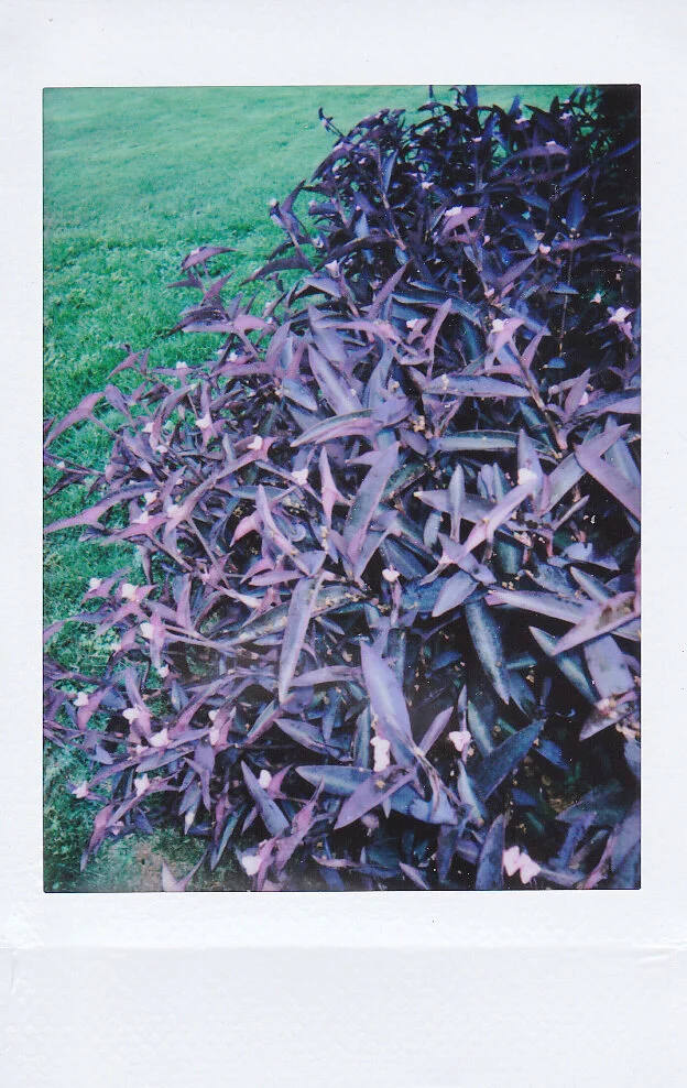 Instant Photography for Beginners, Part III: Film, Film, Film