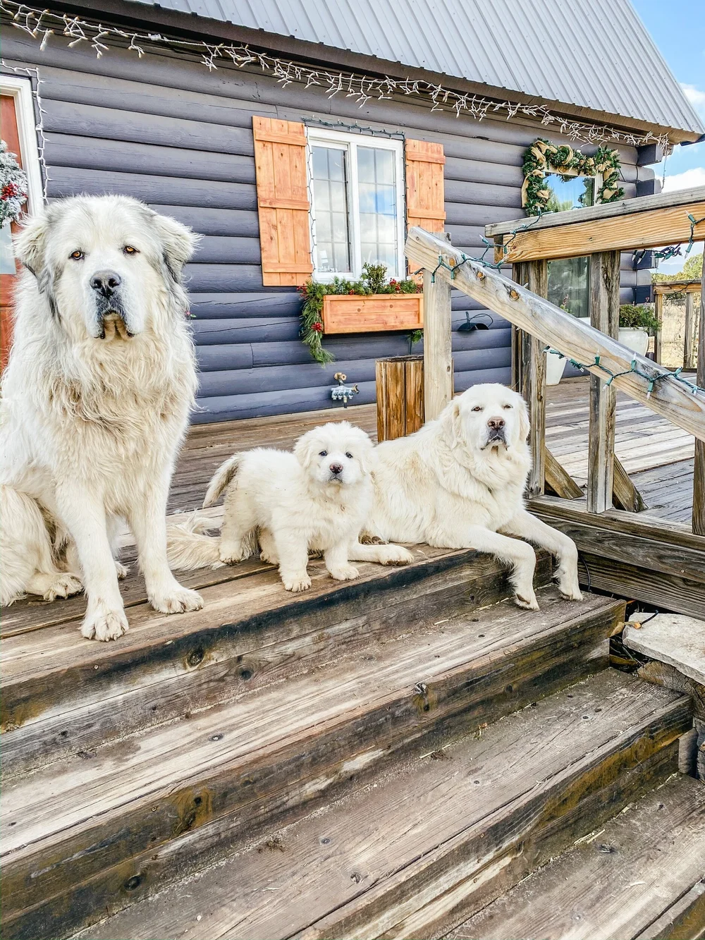 Are Great Pyrenees Good House Dogs