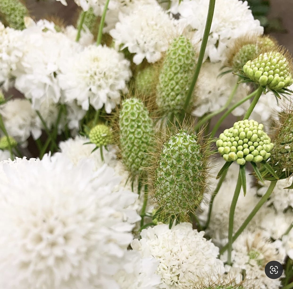 Seeds "Home Grow Like A Pro" Seed Packets — The Harvest Trail